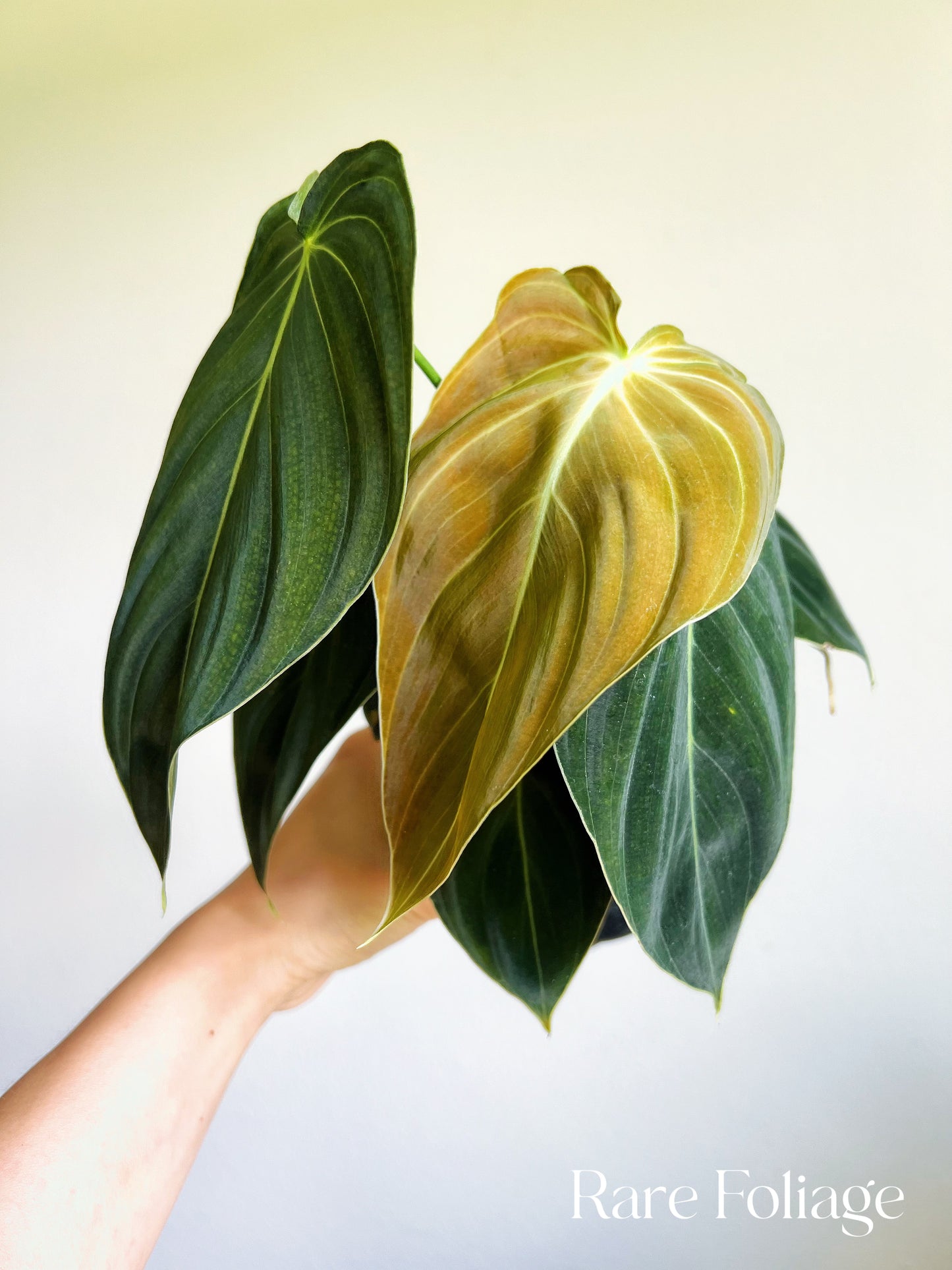 Philodendron Melanochrysum 4"