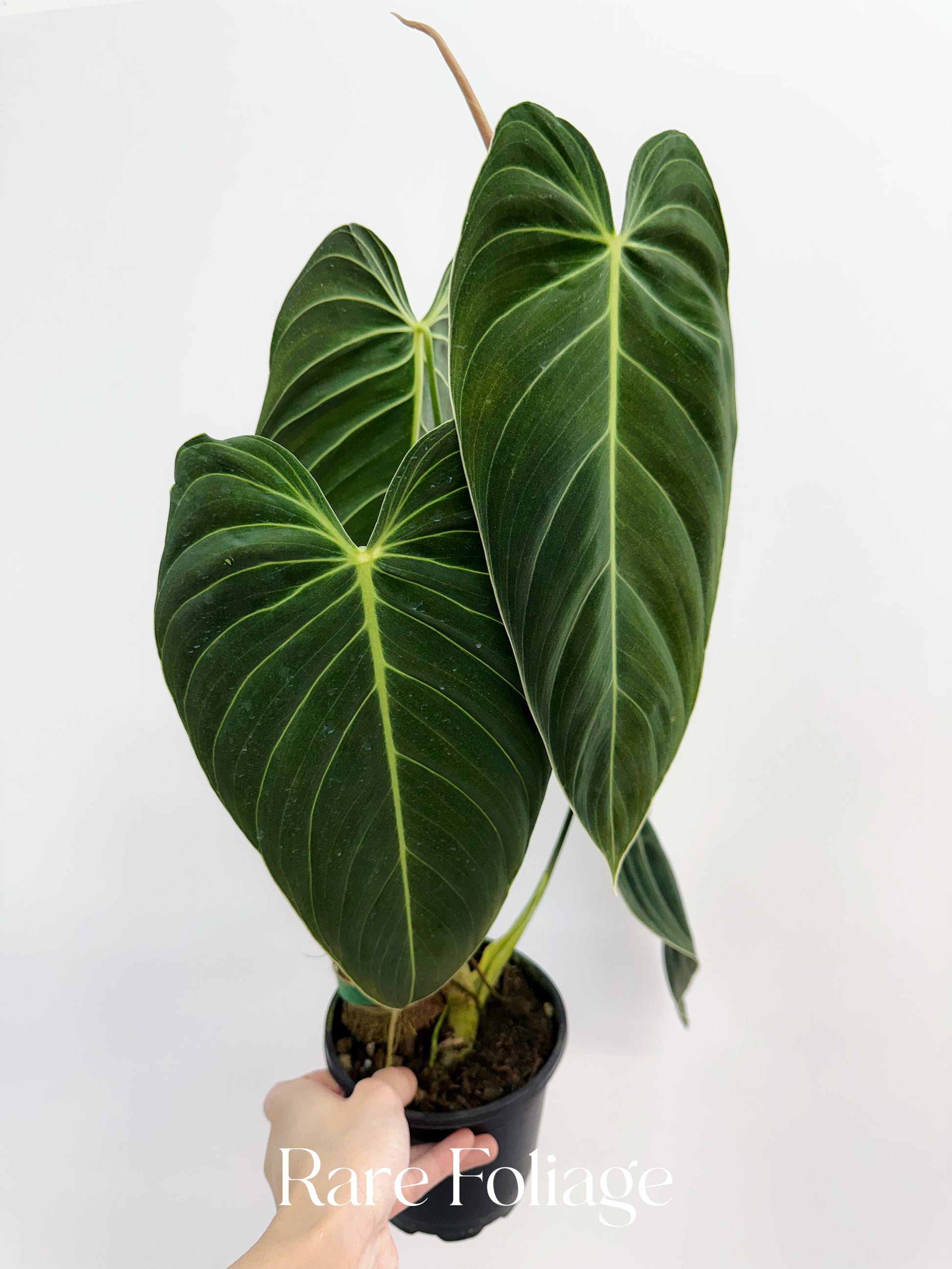anthurium melanochrysum Philodendron Melanochrysum Mature 5” Exact Plant – Rare Foliage Plant Co