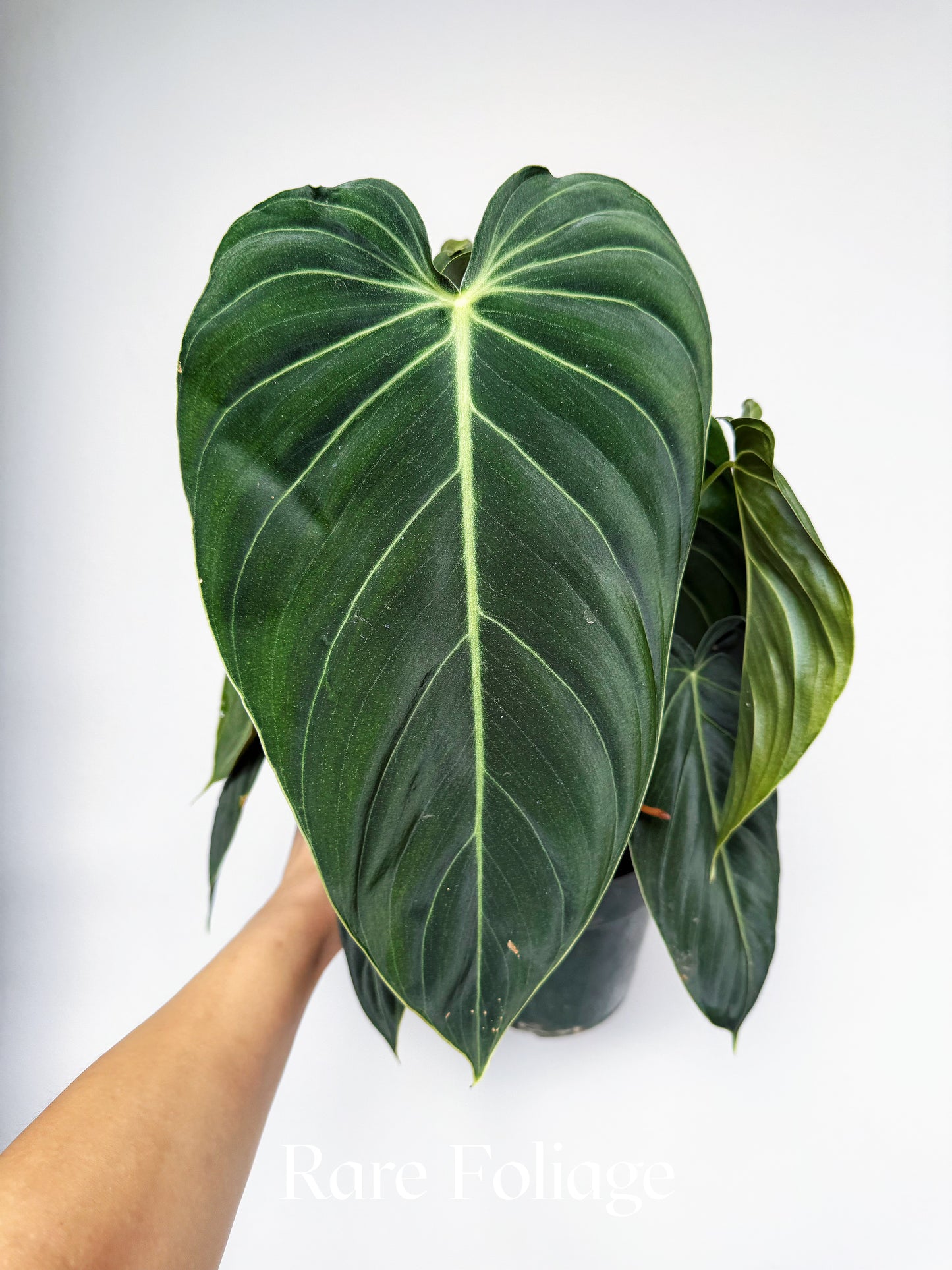 Philodendron Melanochrysum 6"