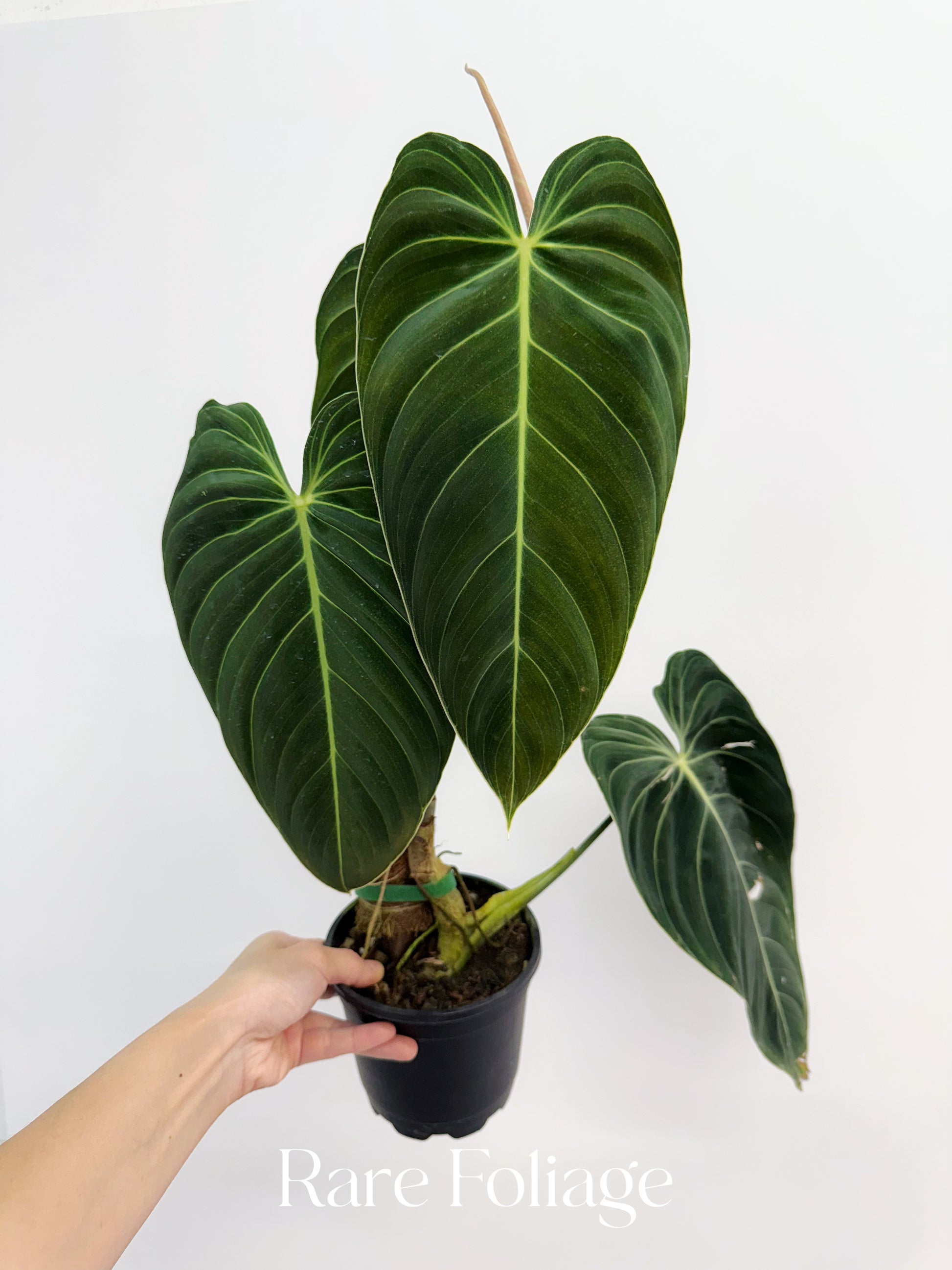is philodendron melanochrysum rare Philodendron Melanochrysum Mature 5” Exact Plant – Rare Foliage Plant Co