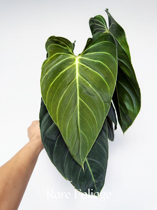 Philodendron Melanochrysum 6"