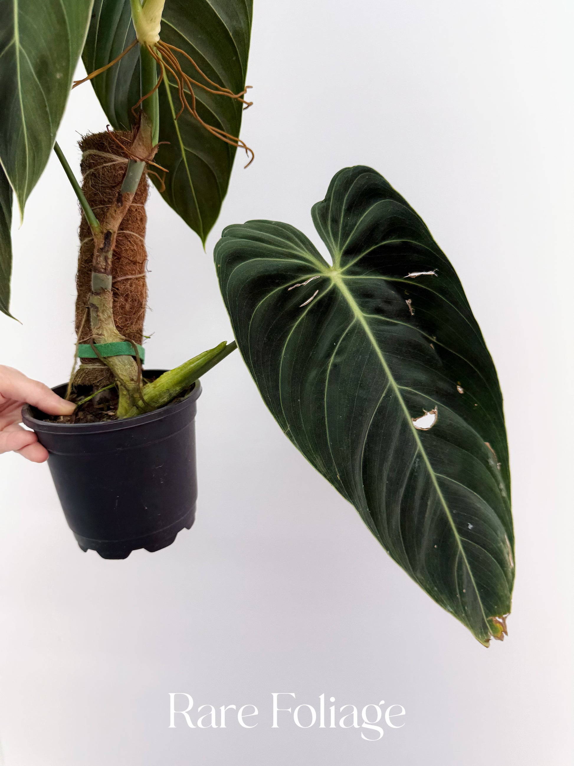 mature philodendron melanochrysum Philodendron Melanochrysum Mature 5” Exact Plant – Rare Foliage Plant Co
