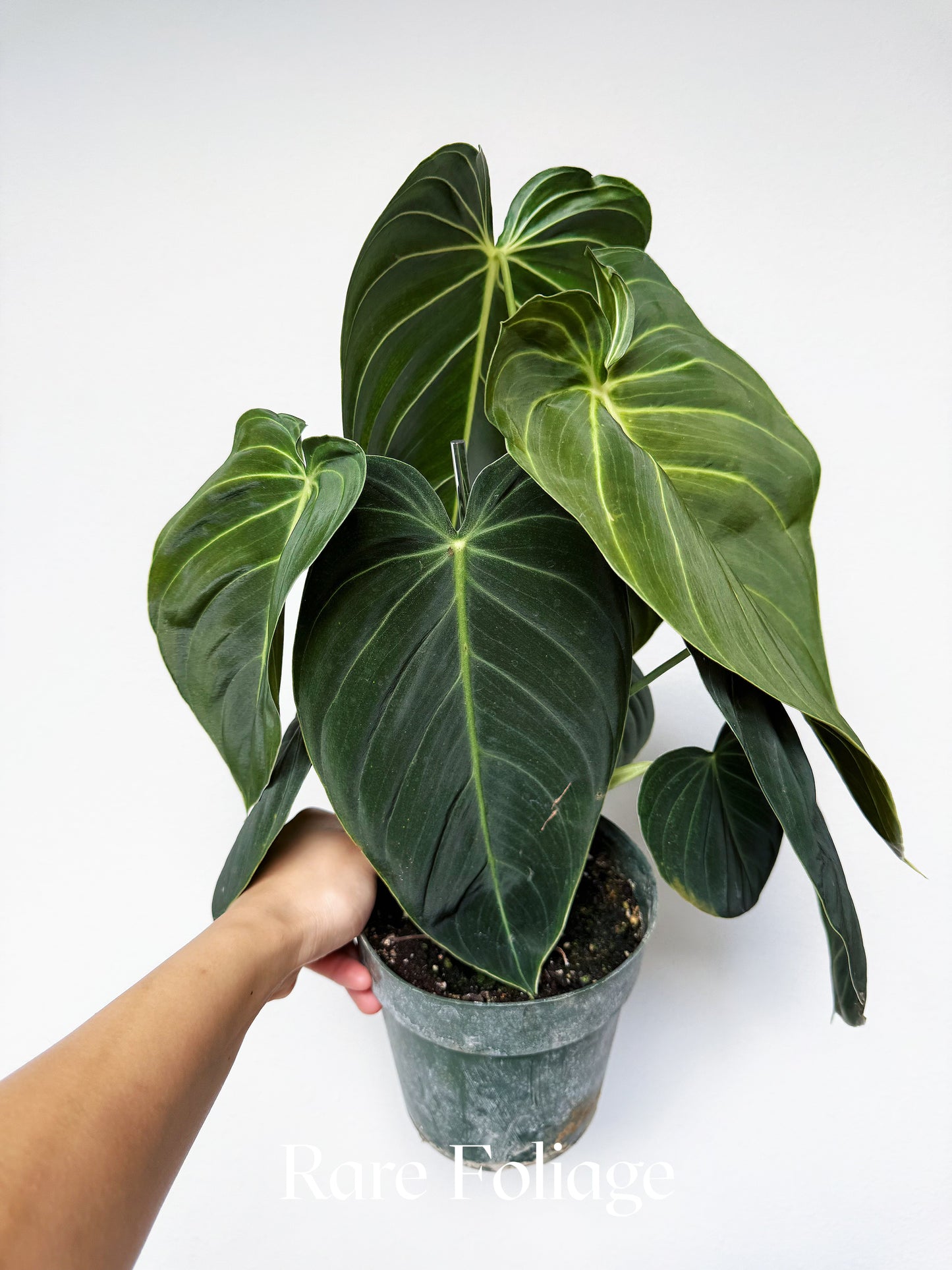 Philodendron Melanochrysum 6"