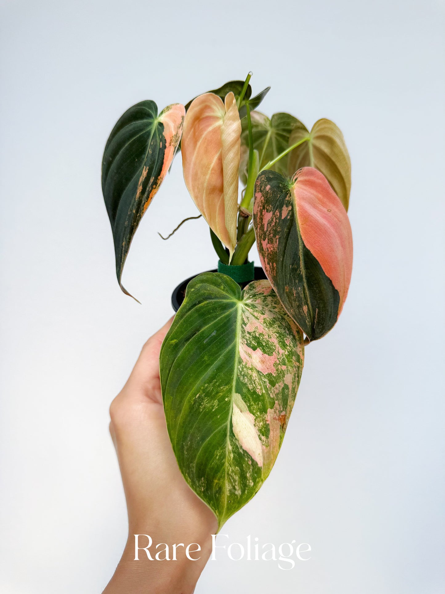Philodendron Melanochrysum Orange 3” Exact Plant (2 plants inside)