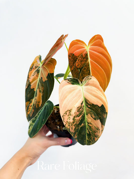 Philodendron Melanochrysum Orange Variegated 4” Exact Plant