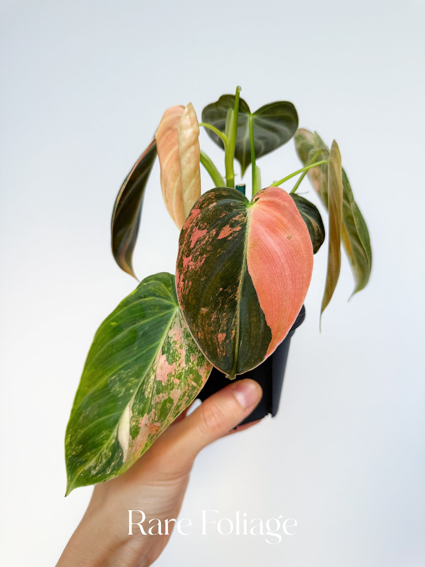 Philodendron Melanochrysum Orange 3” Exact Plant (2 plants inside)