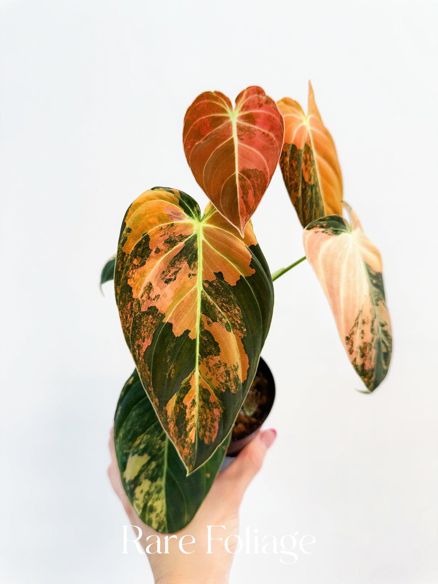 Philodendron Melanochrysum Orange Variegated 4” Exact Plant