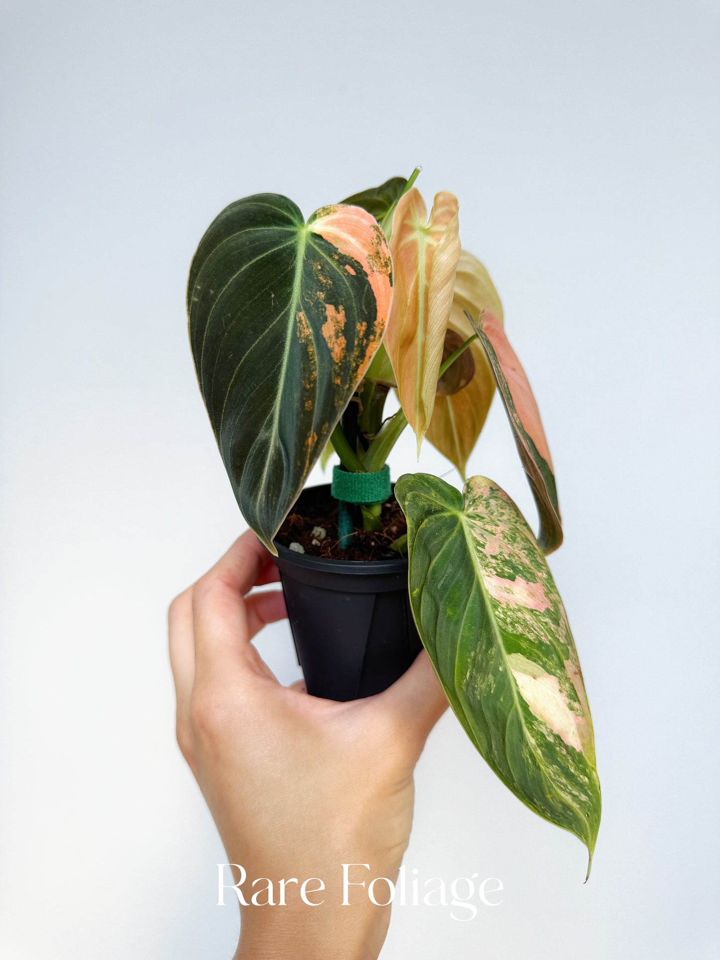 Philodendron Melanochrysum Orange 3” Exact Plant (2 plants inside)