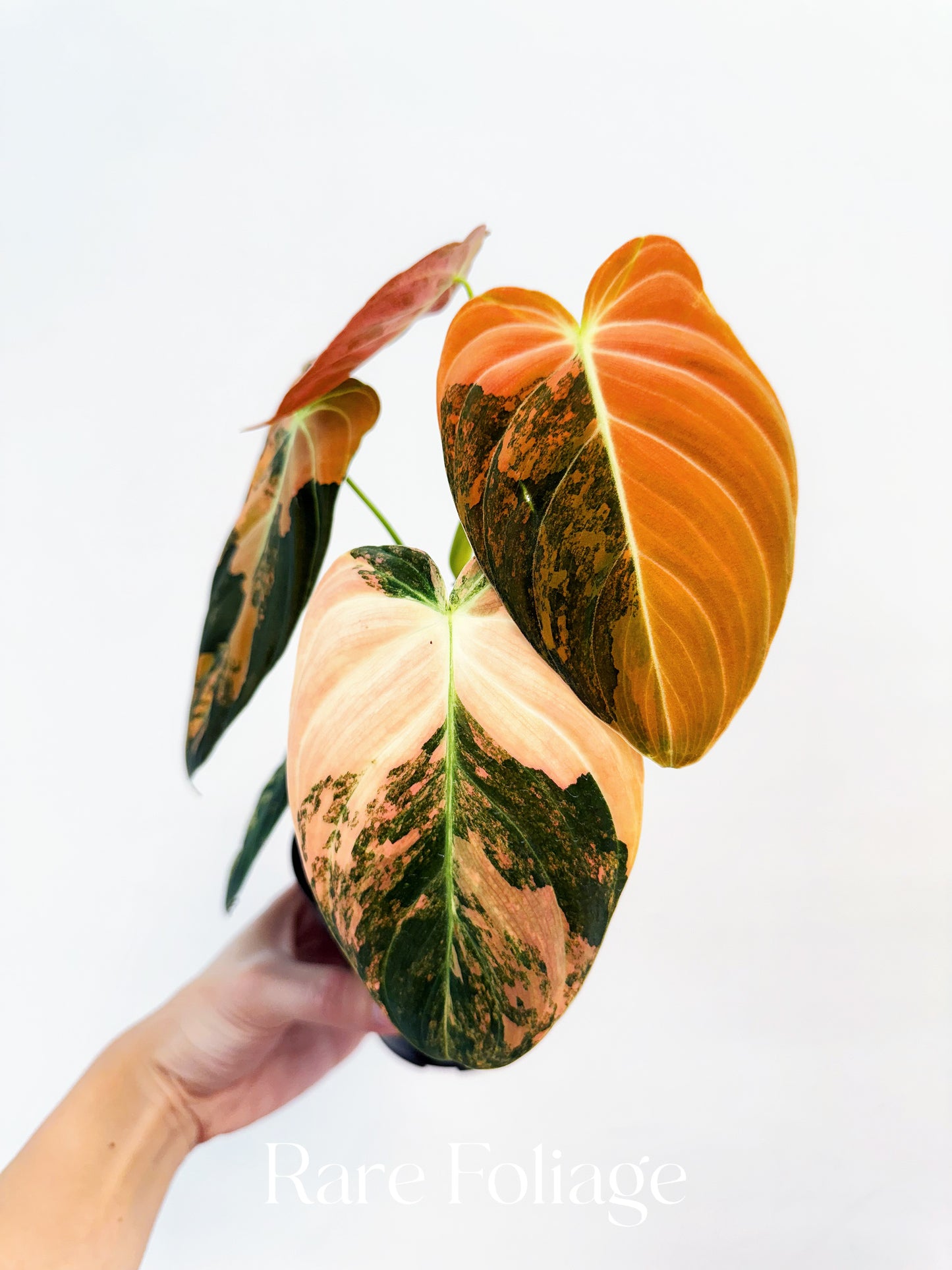 Philodendron Melanochrysum Orange Variegated 4” Exact Plant