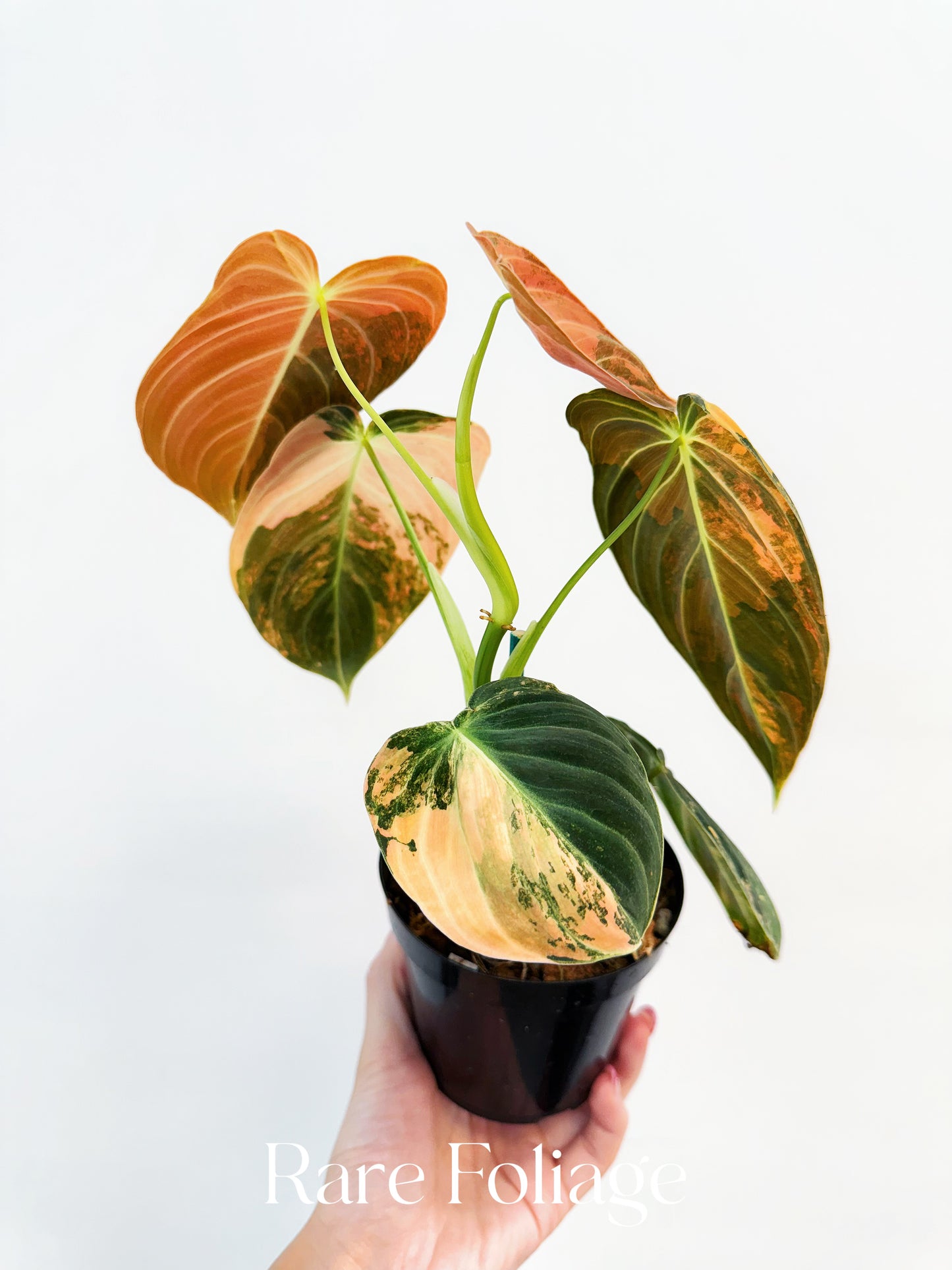 Philodendron Melanochrysum Orange Variegated 4” Exact Plant