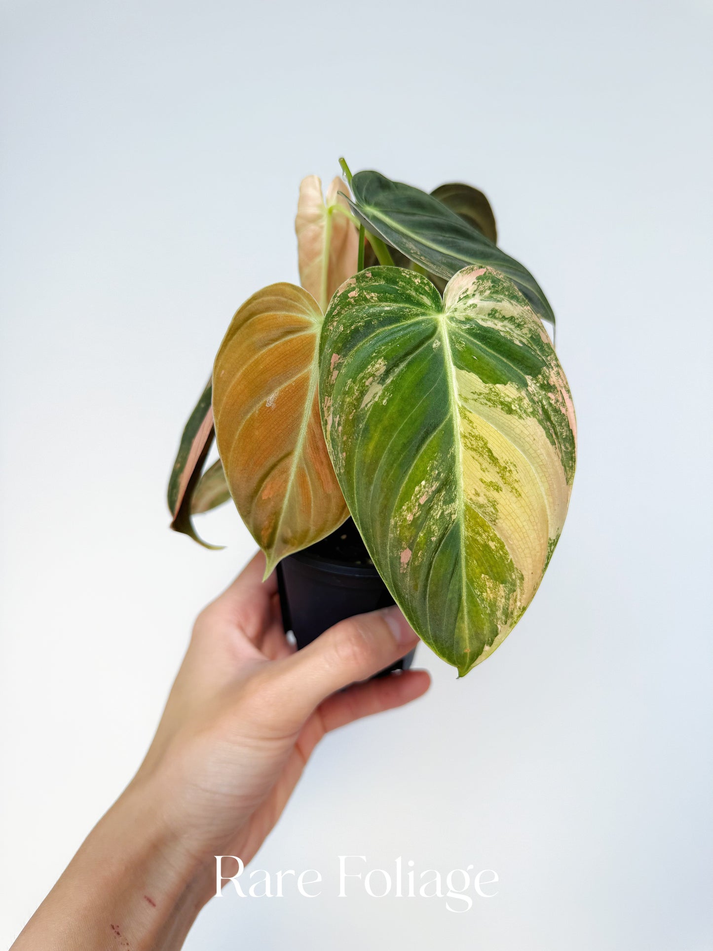 Philodendron Melanochrysum Orange 3” Exact Plant (2 plants inside)