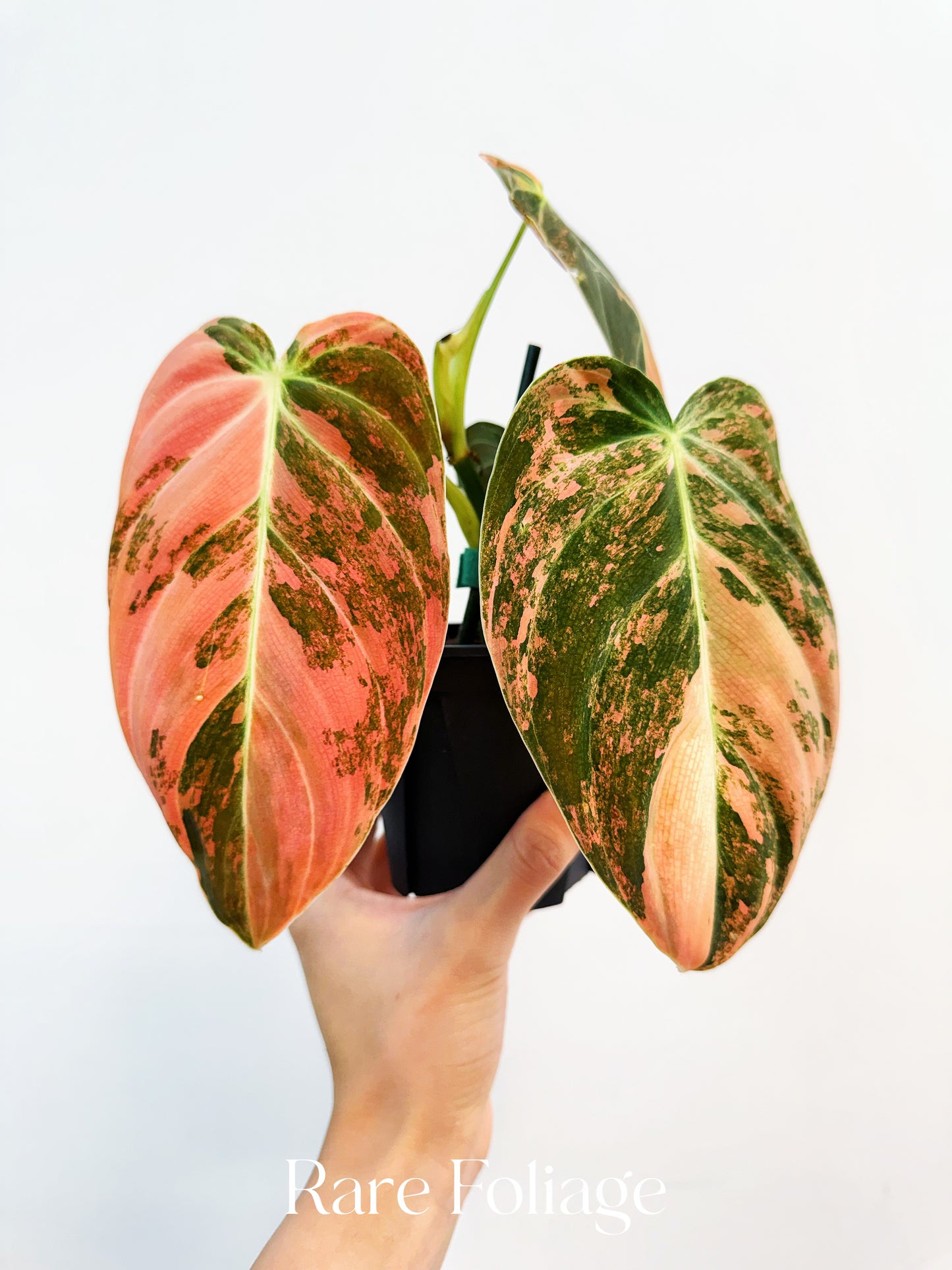 Philodendron Melanochrysum Orange Variegated 4” Exact Plant