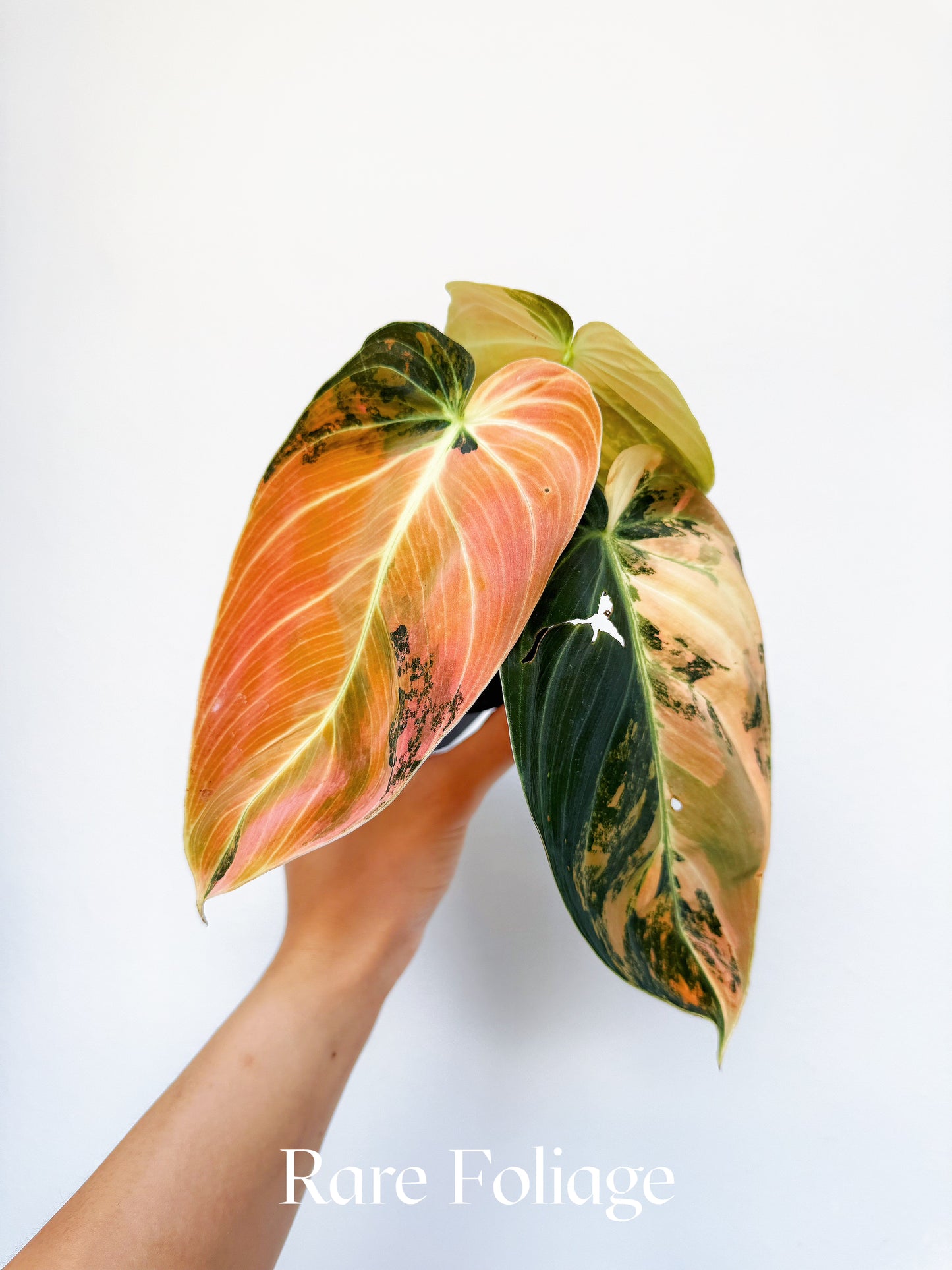 Philodendron Melanochrysum Orange Variegated 3" Exact Plant