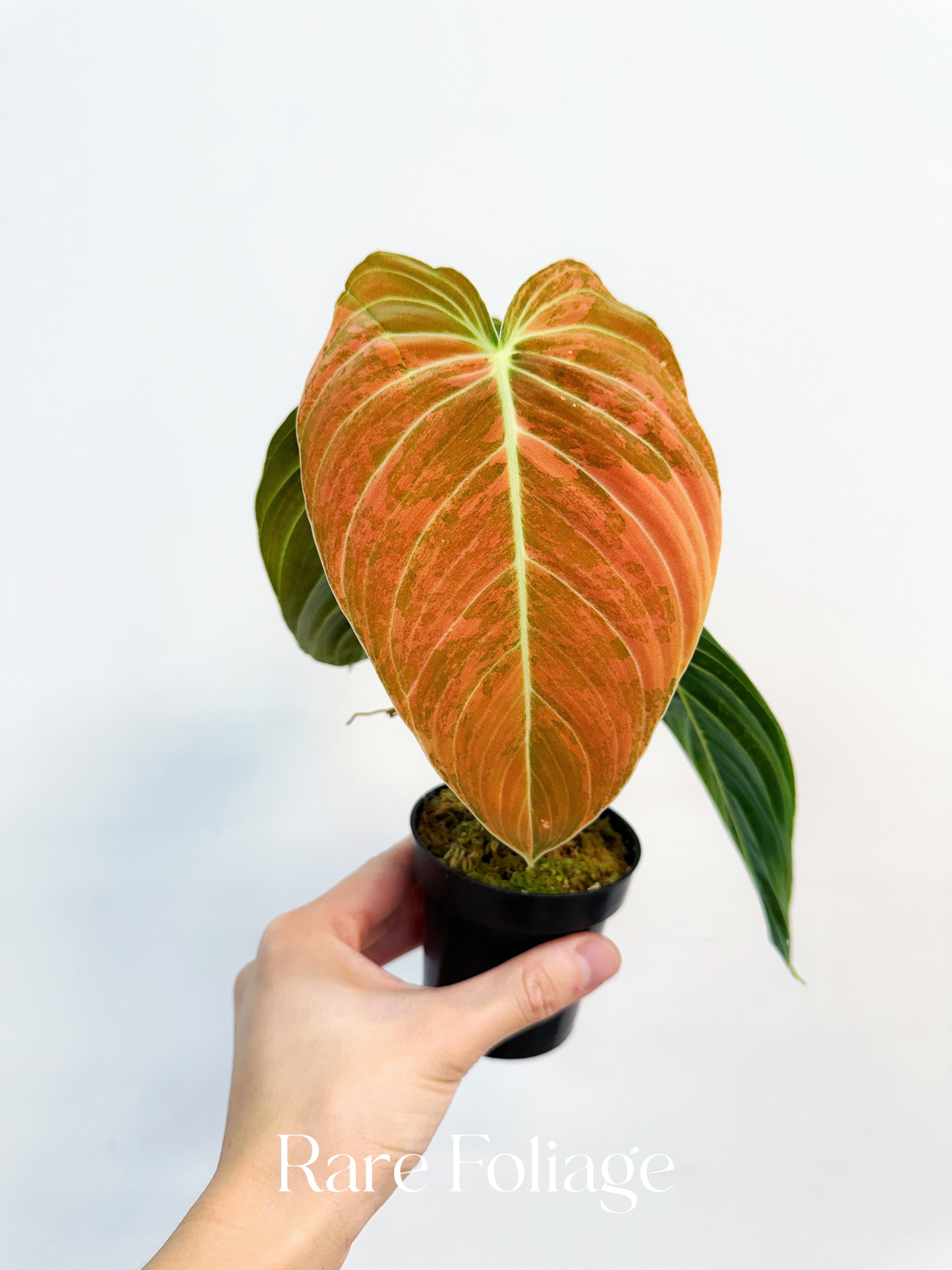Philodendron Melanochrysum Orange 3” Exact Plant - Thumbnail 2