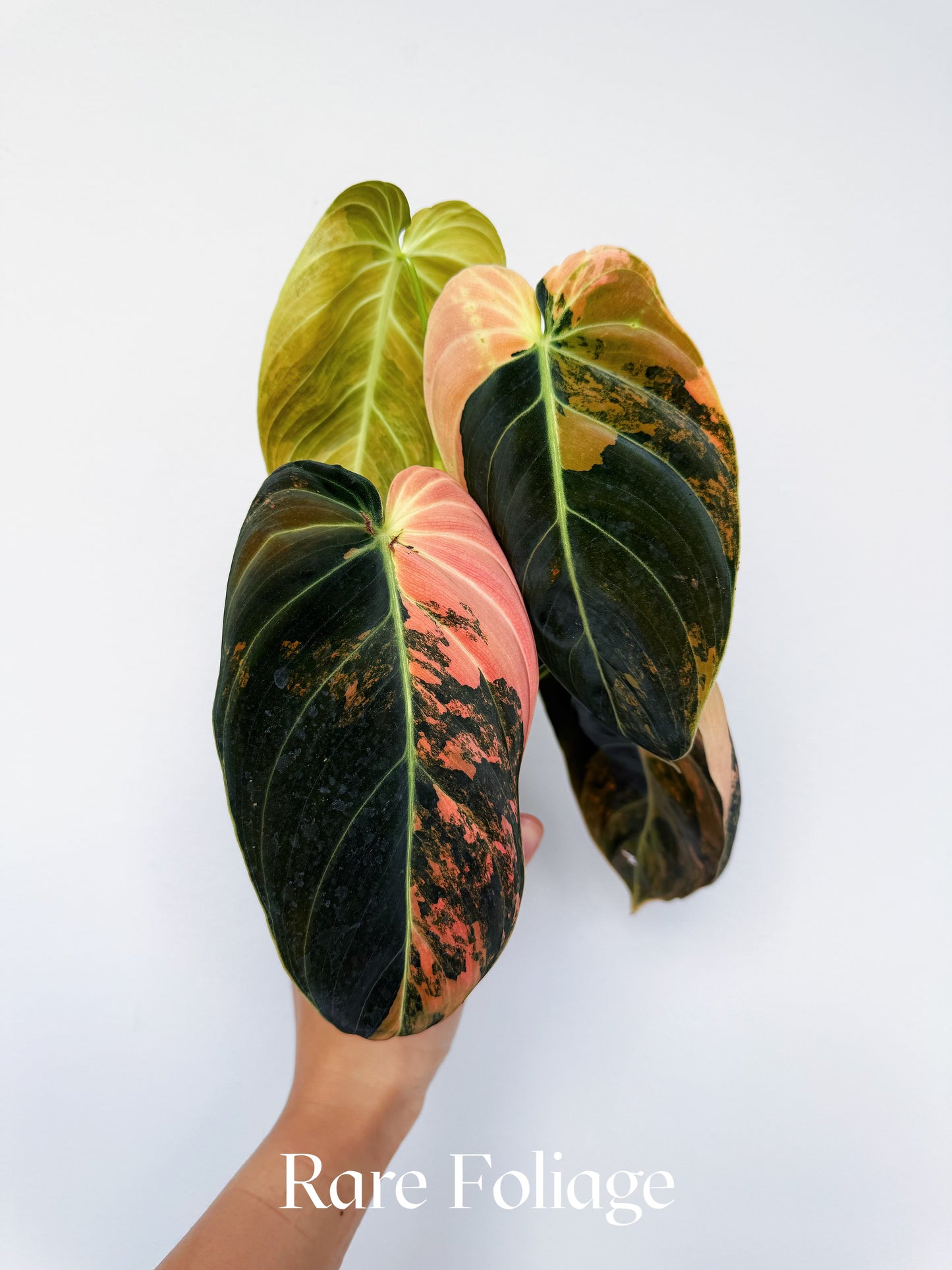 Philodendron Melanochrysum Orange Variegated 3” Exact Plant