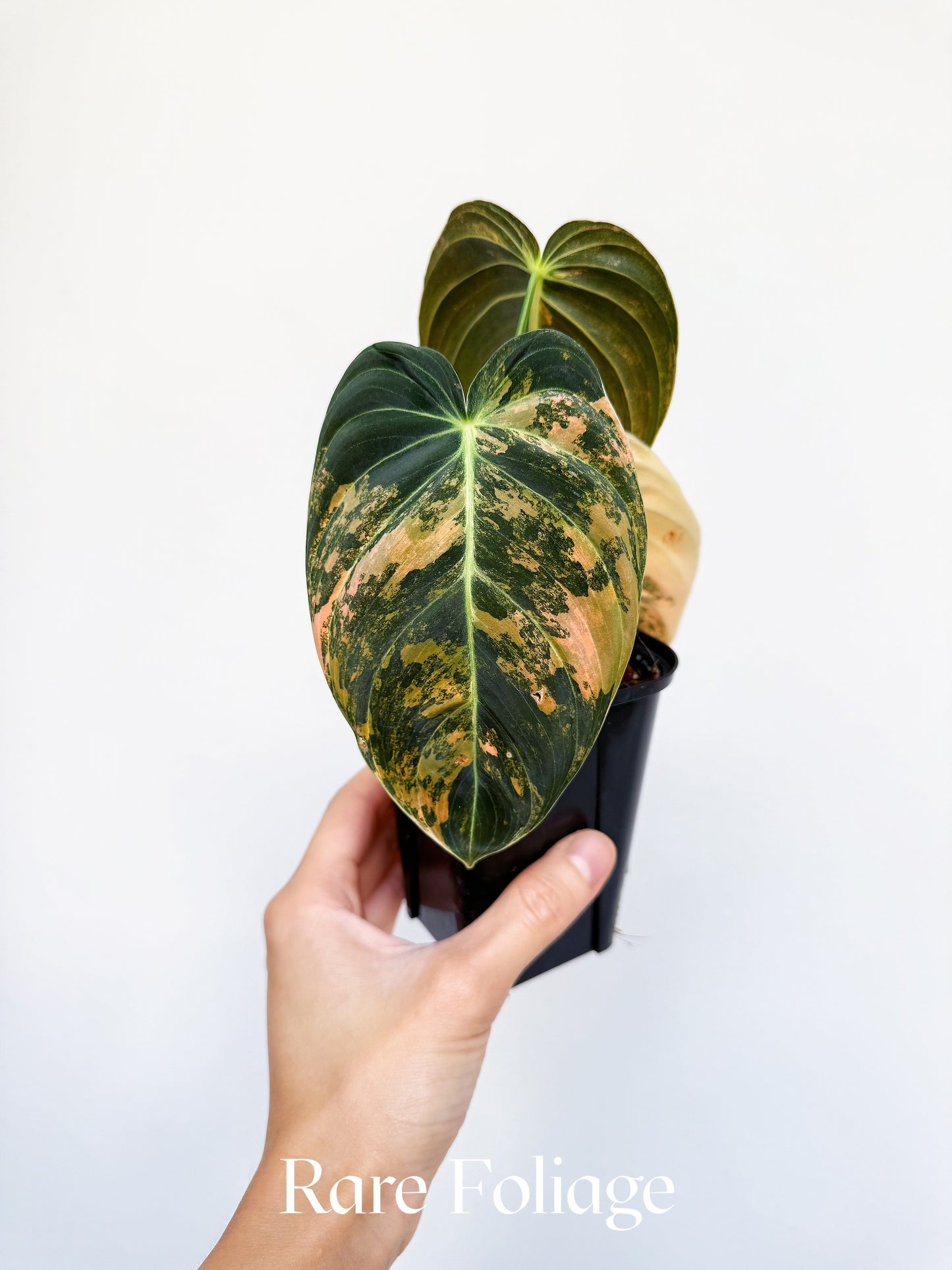 Philodendron Melanochrysum Orange Variegated 3" Exact Plant