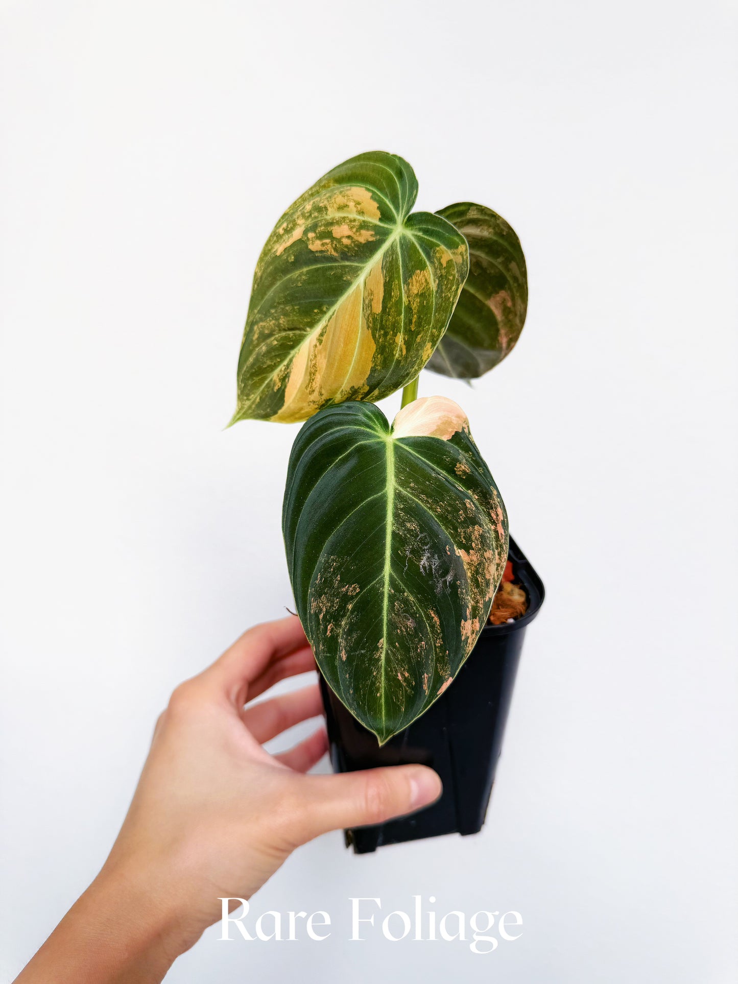 Philodendron Melanochrysum Orange Variegated 3” Exact Plant