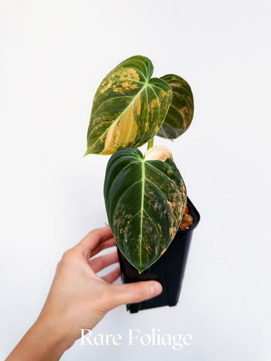 Philodendron Melanochrysum Orange Variegated 3” Exact Plant