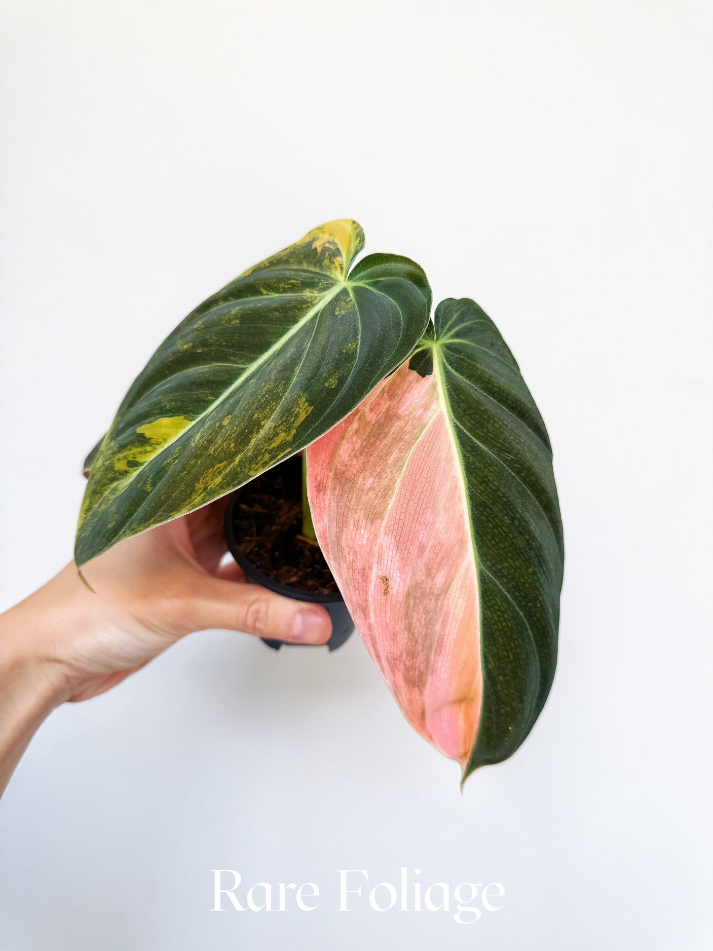 Philodendron Melanochrysum Orange 3” Exact Plant