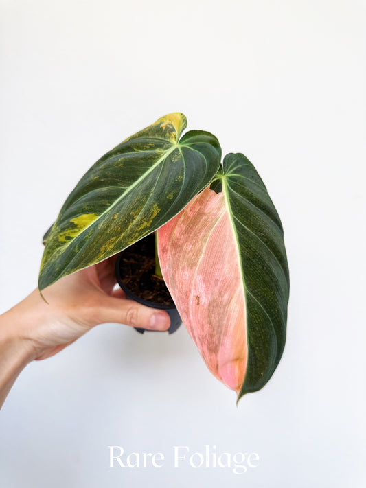 Philodendron Melanochrysum Orange 3” Exact Plant