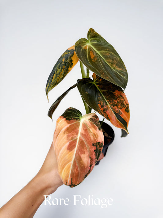 Philodendron Melanochrysum Orange 3” Exact Plant