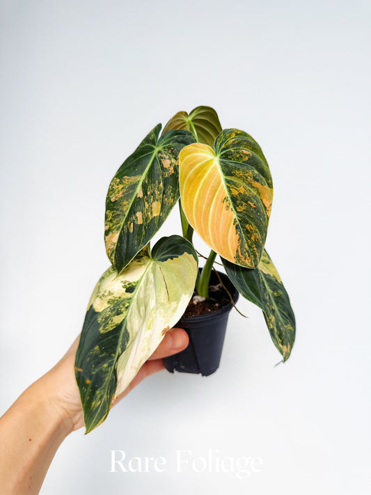 Philodendron Melanochrysum Orange Variegated 3" Exact Plant