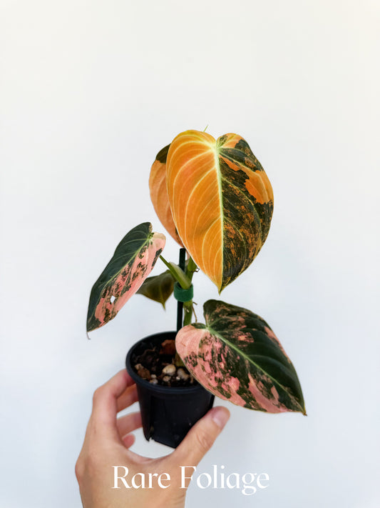 Philodendron Melanochrysum Orange 3” Exact Plant
