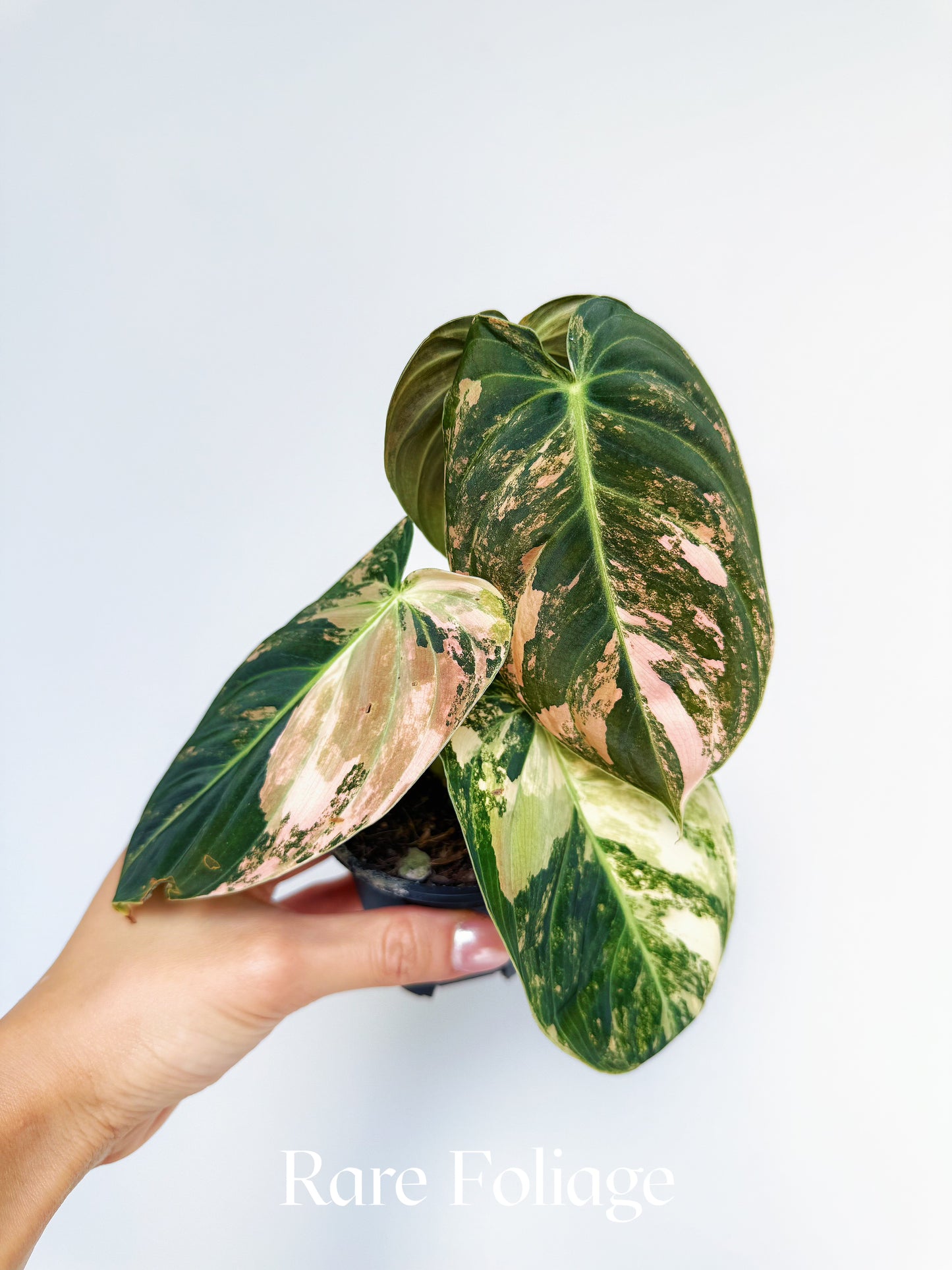 Philodendron Melanochrysum Orange Variegated 3" Exact Plant