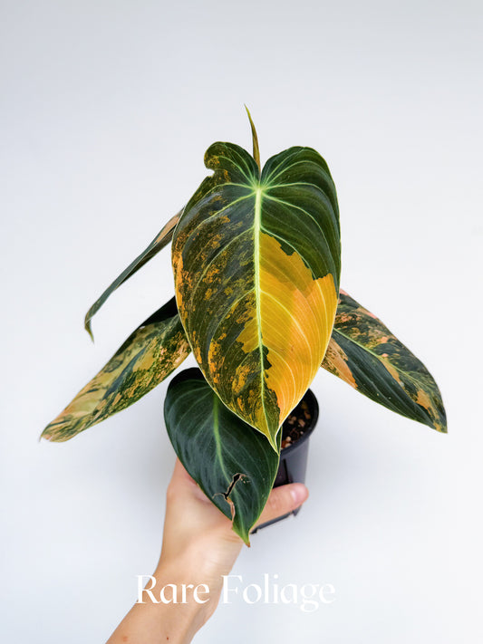 Philodendron Melanochrysum Orange Variegated 4” Exact Plant