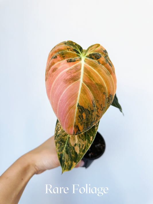 Philodendron Melanochrysum Orange Variegated 3" Exact Plant