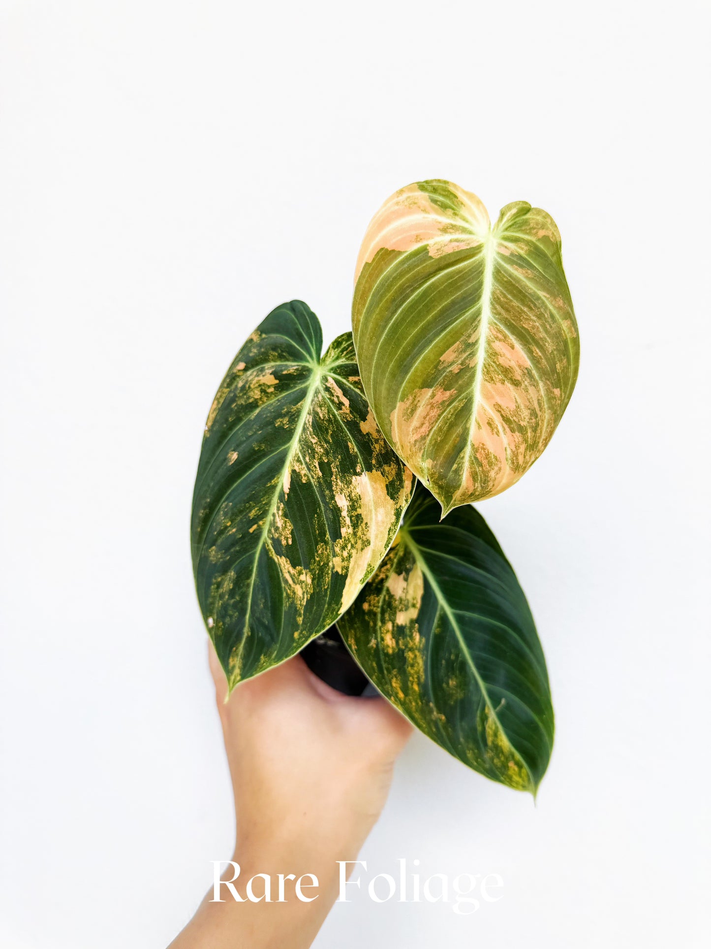 Philodendron Melanochrysum Orange 3” Exact Plant