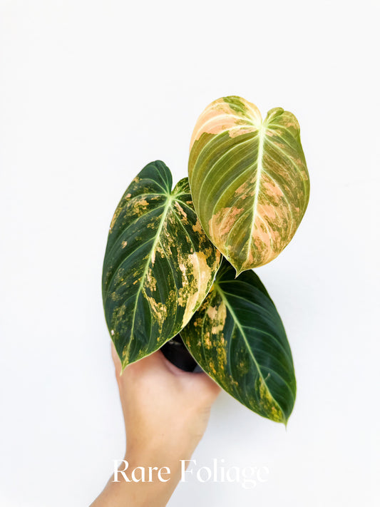 Philodendron Melanochrysum Orange 3” Exact Plant