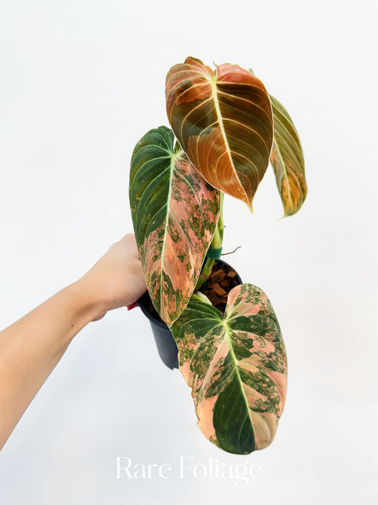 Philodendron Melanochrysum Orange Variegated 4” Exact Plant