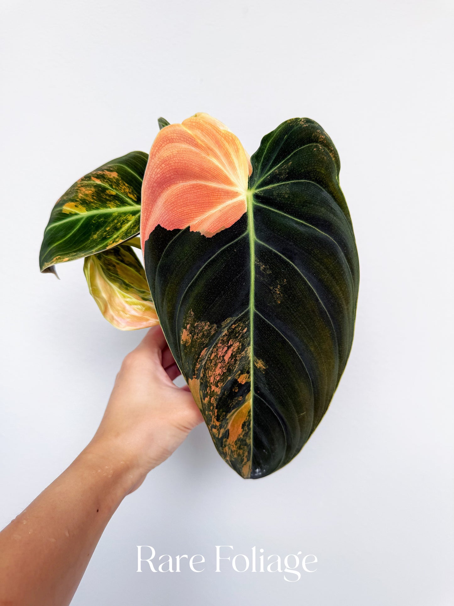 neo orange philodendron Philodendron Melanochrysum Orange 3” Exact Plant – Rare Foliage Plant Co