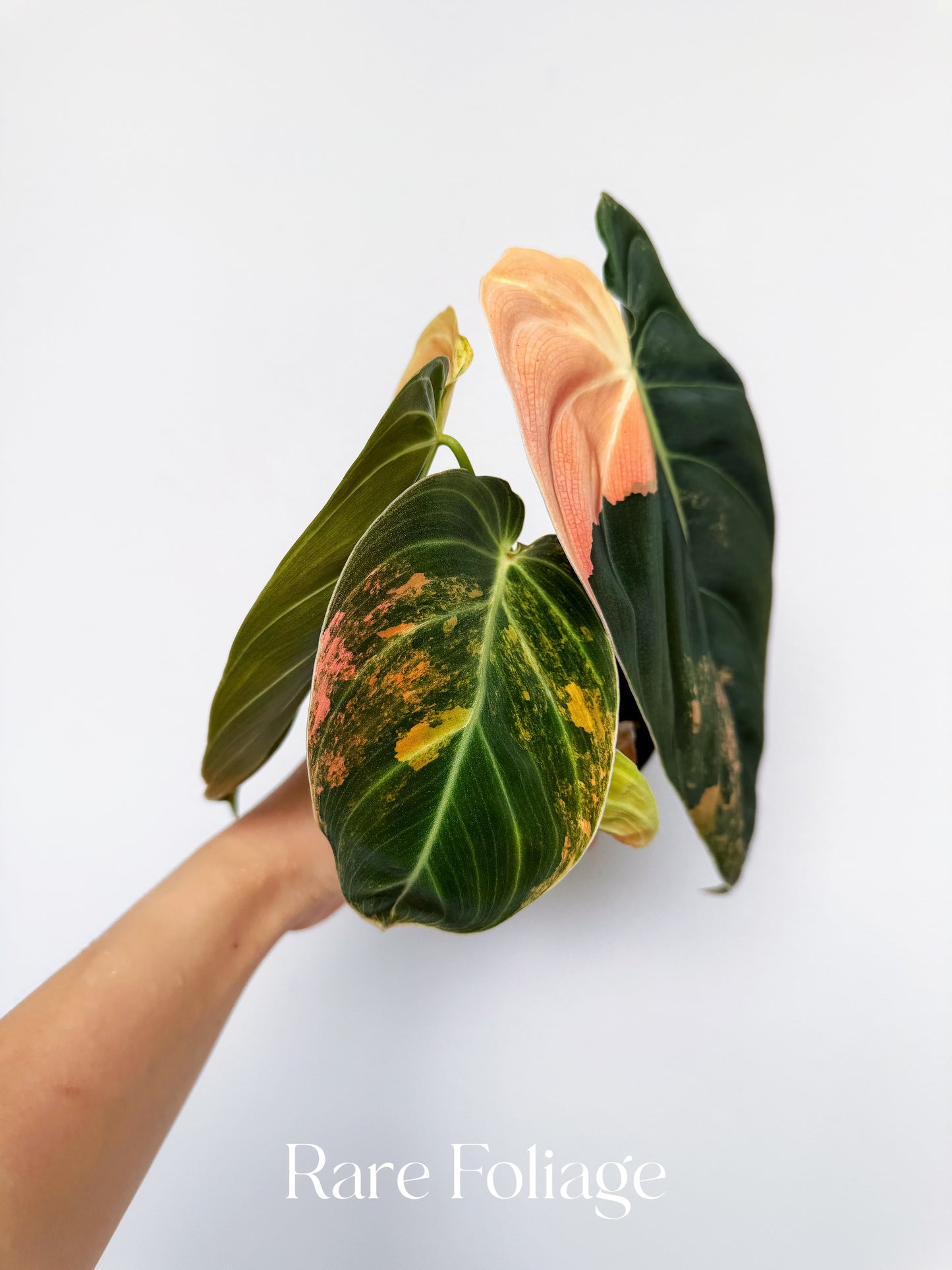 Philodendron Melanochrysum Orange 3” Exact Plant