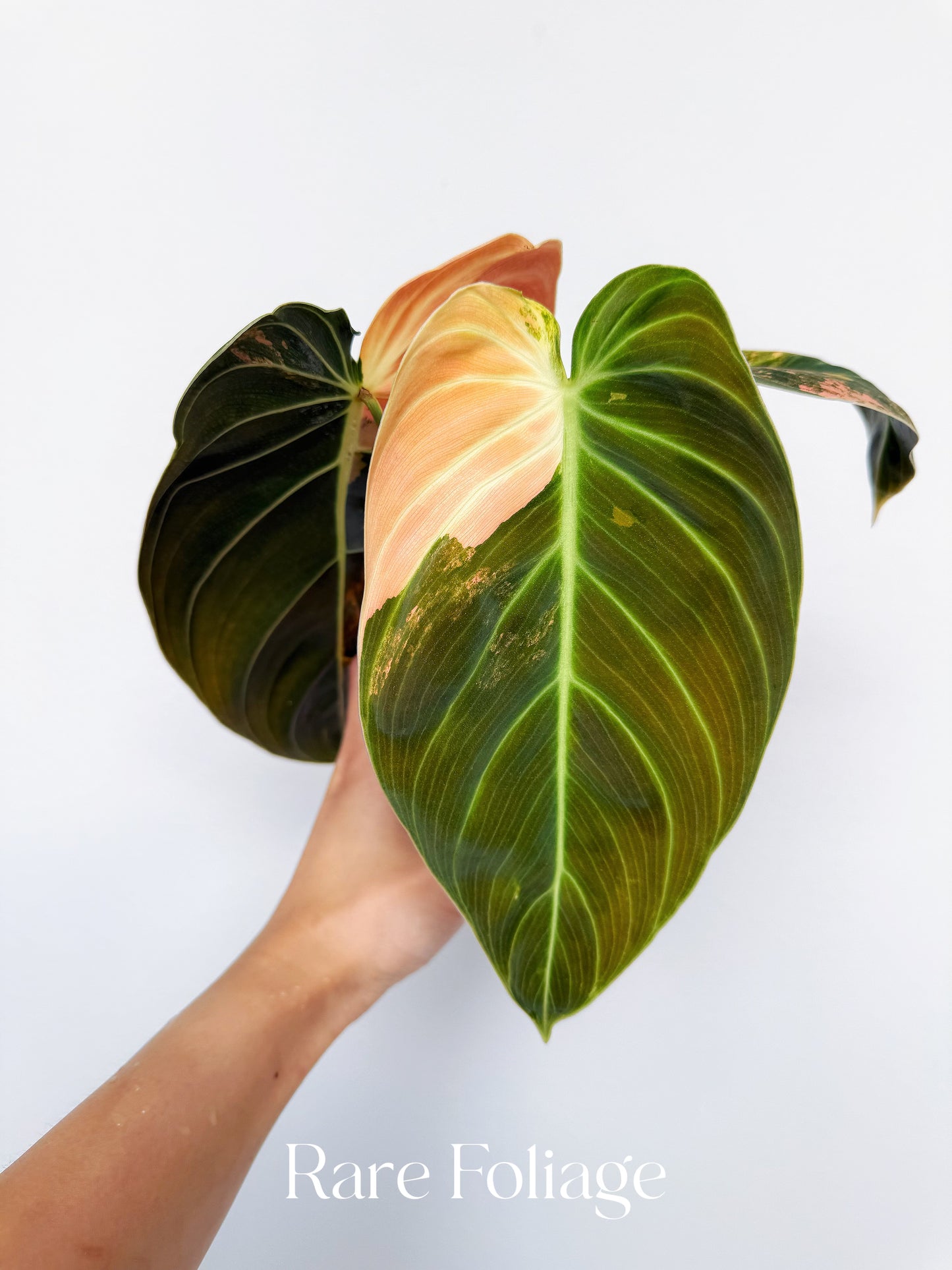 Philodendron Melanochrysum Orange 3” Exact Plant