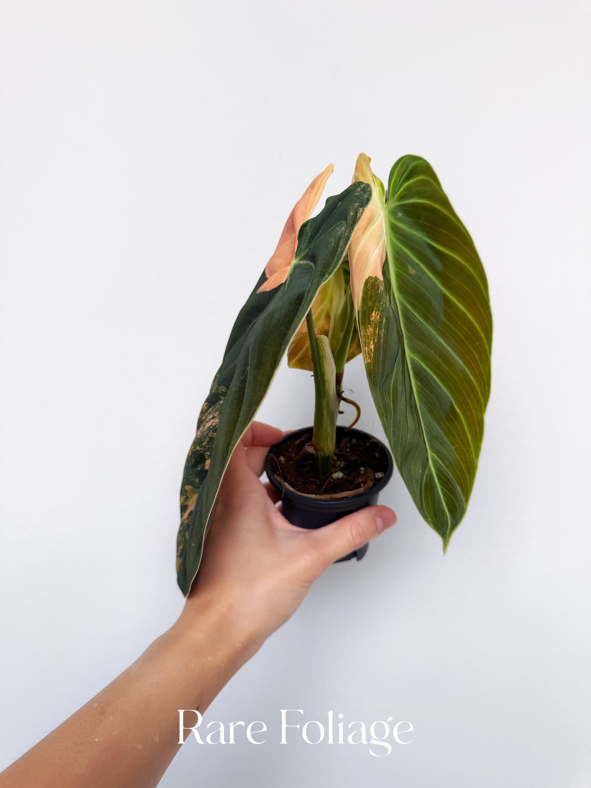 Philodendron Melanochrysum Orange 3” Exact Plant – Rare Foliage Plant Co