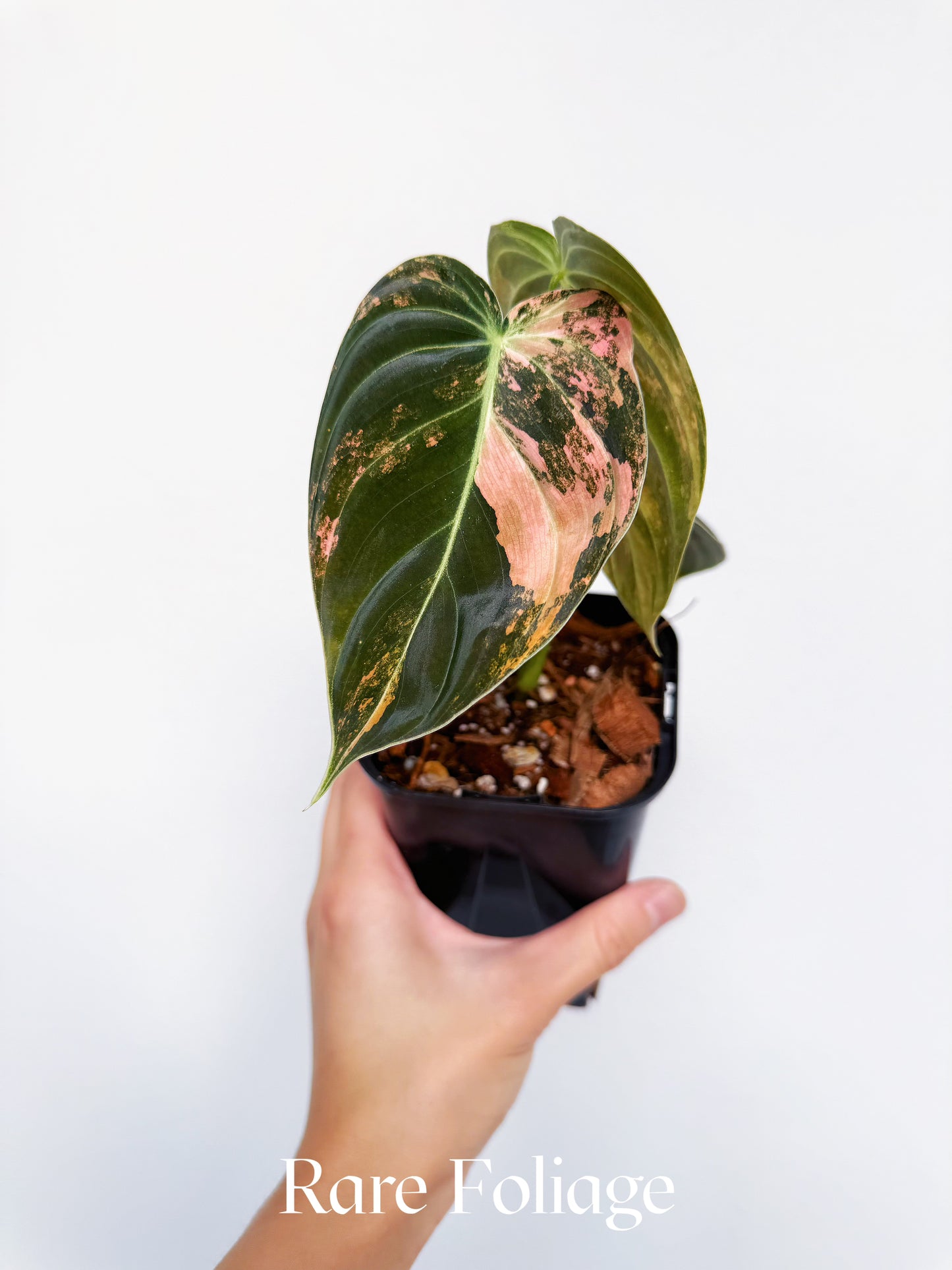 Philodendron Melanochrysum Orange Variegated 3” Exact Plant