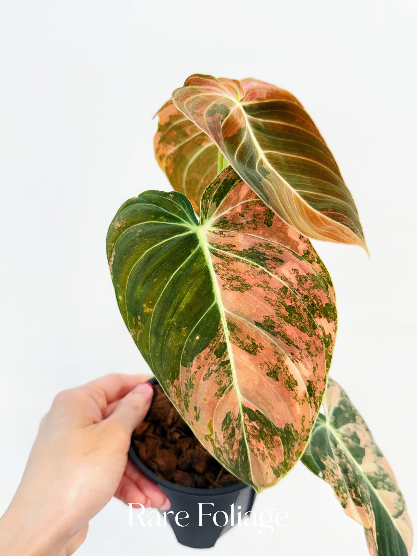 Philodendron Melanochrysum Orange Variegated 4” Exact Plant
