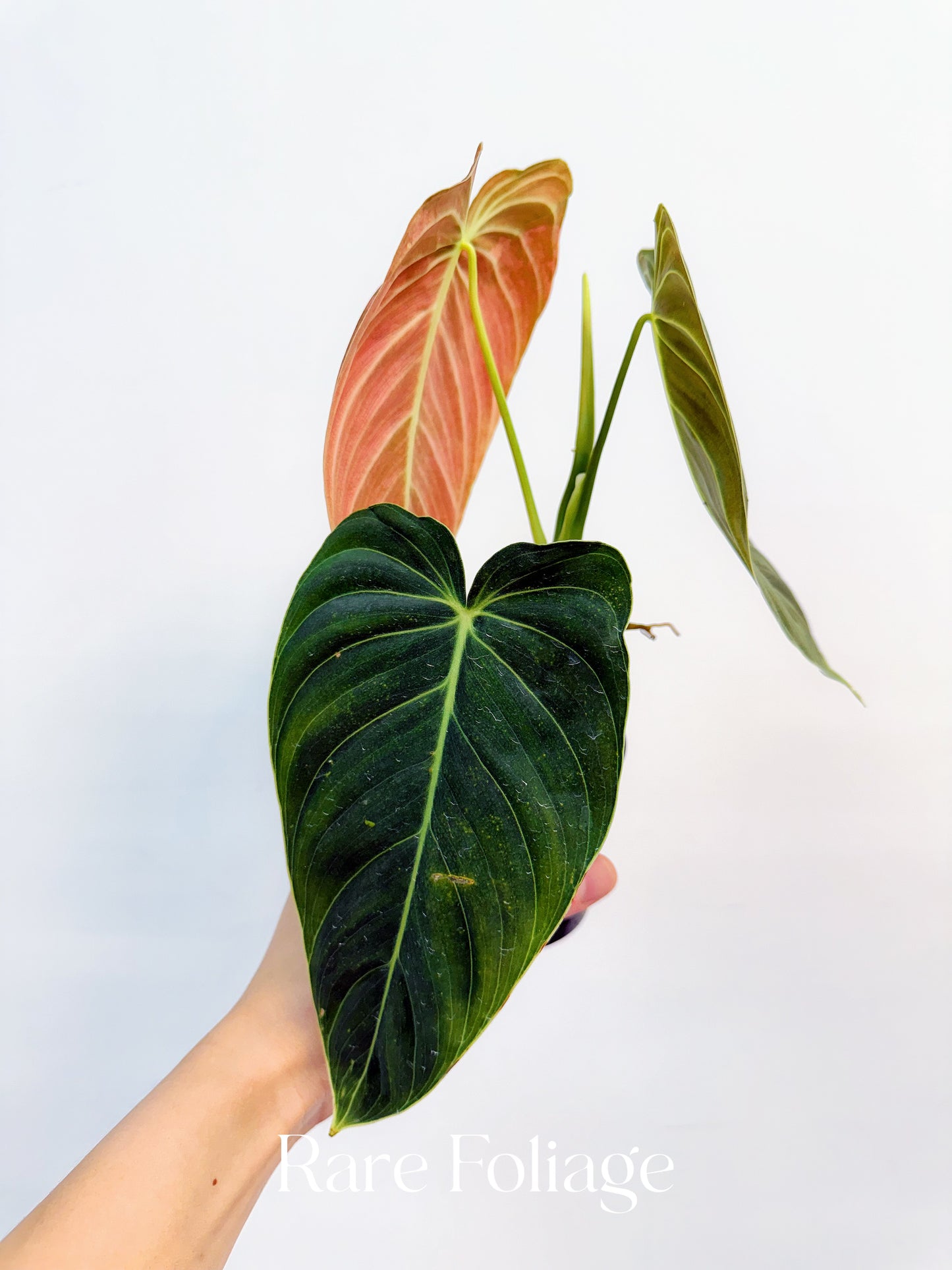 Philodendron Melanochrysum Orange 3” Exact Plant