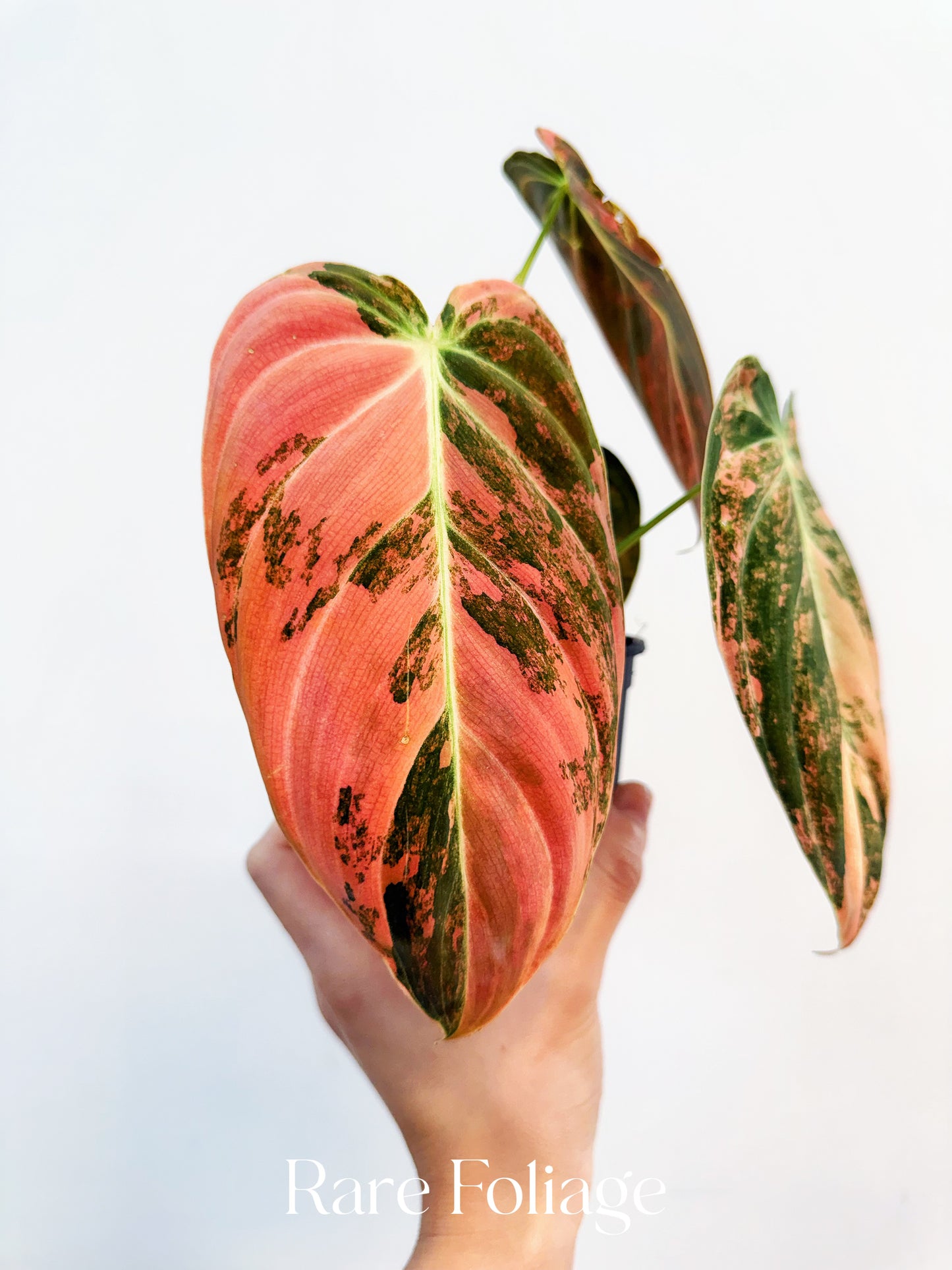 Philodendron Melanochrysum Orange Variegated 4” Exact Plant
