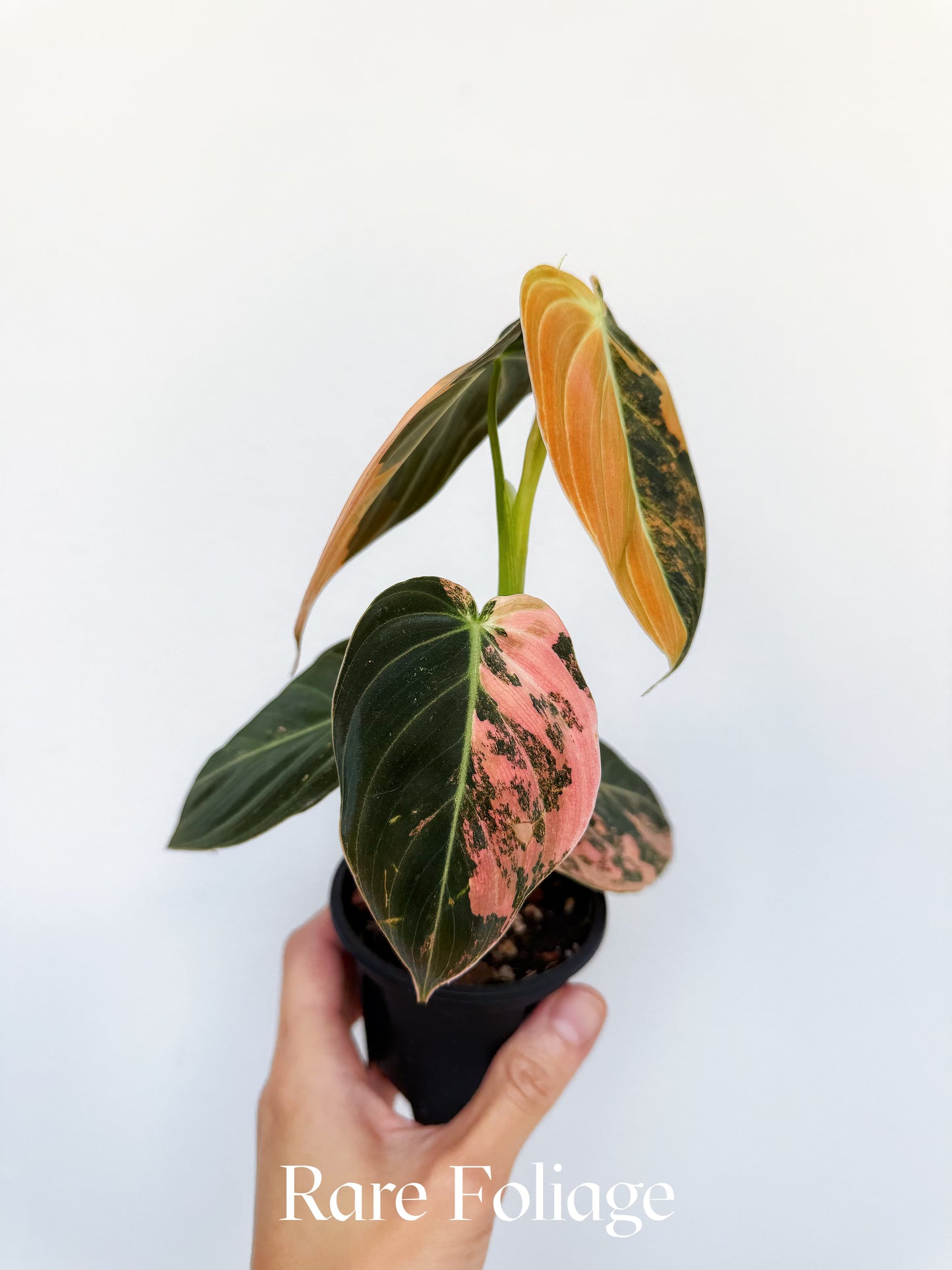 Philodendron Melanochrysum Orange 3” Exact Plant
