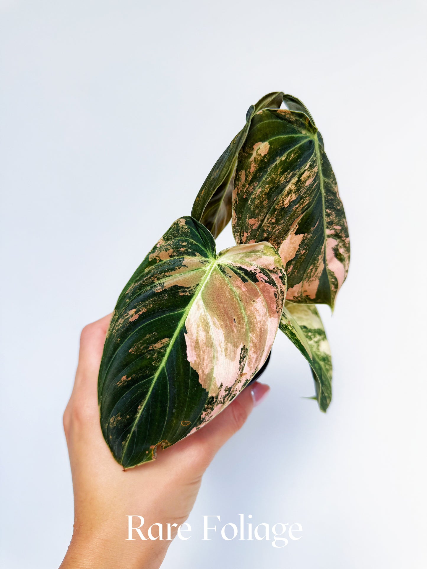 Philodendron Melanochrysum Orange Variegated 3" Exact Plant