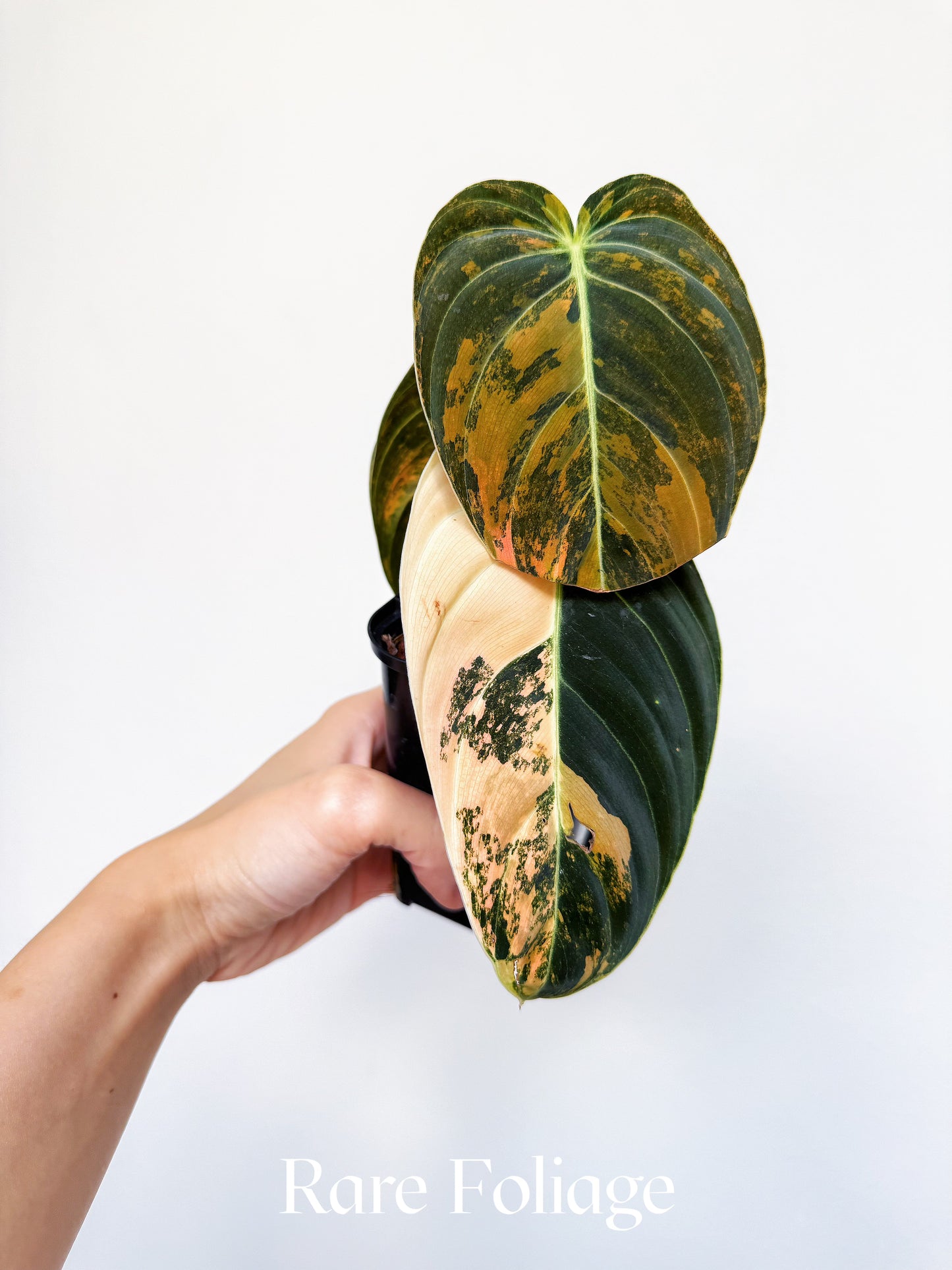 Philodendron Melanochrysum Orange Variegated 3" Exact Plant