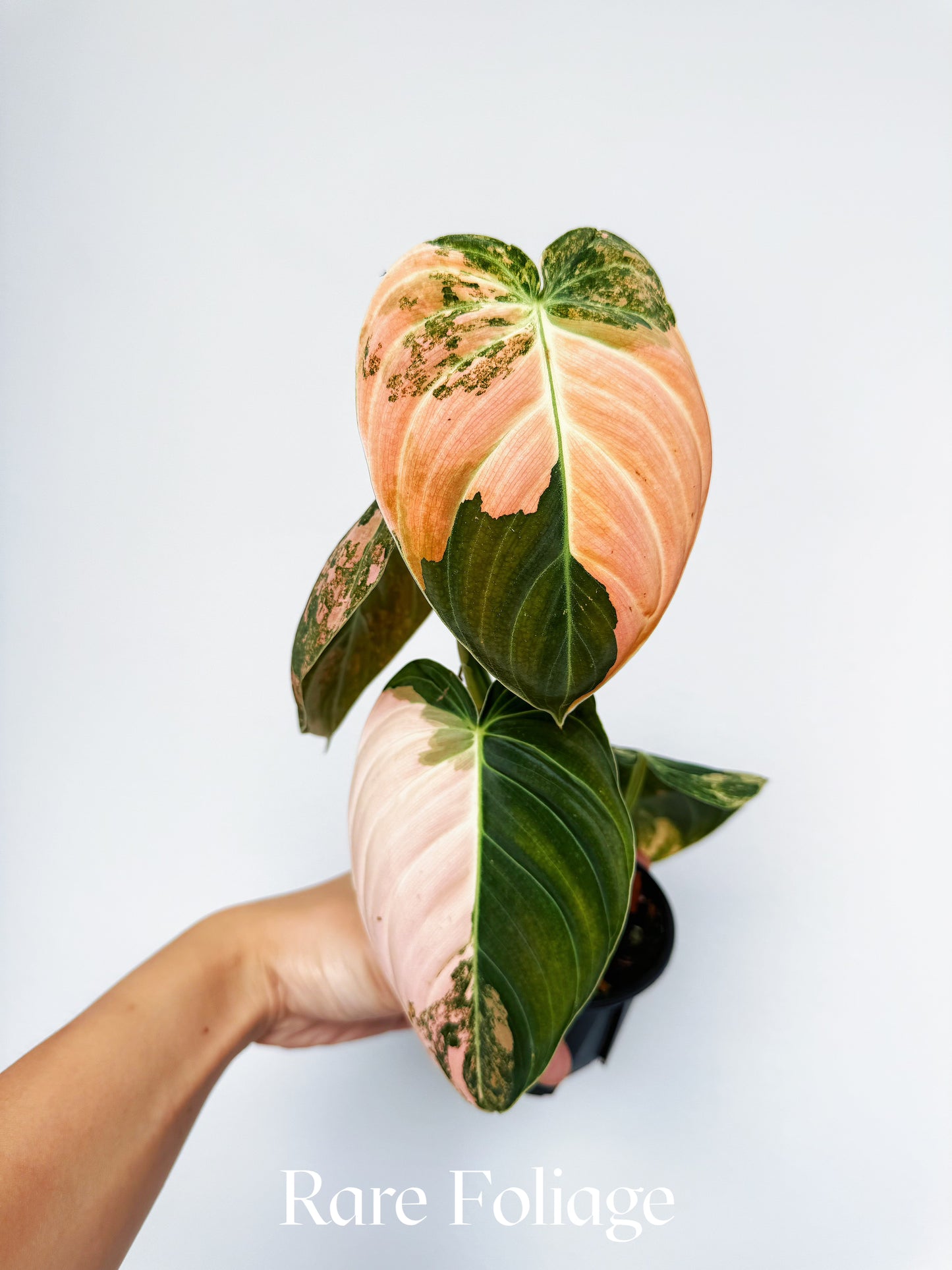 Philodendron Melanochrysum Orange 3” Exact Plant