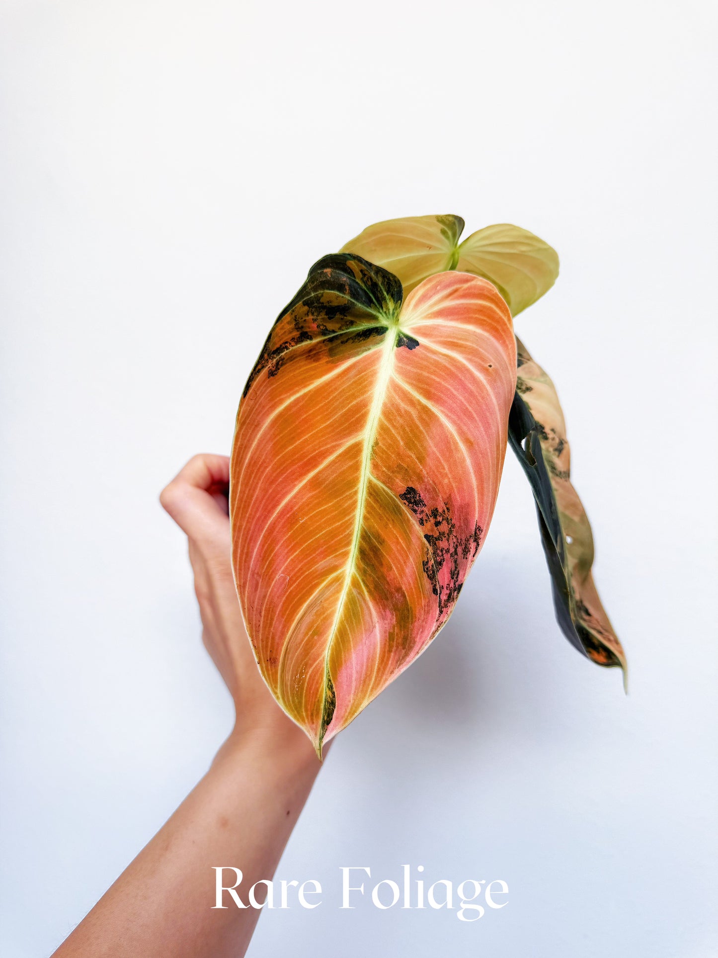 Philodendron Melanochrysum Orange Variegated 3" Exact Plant
