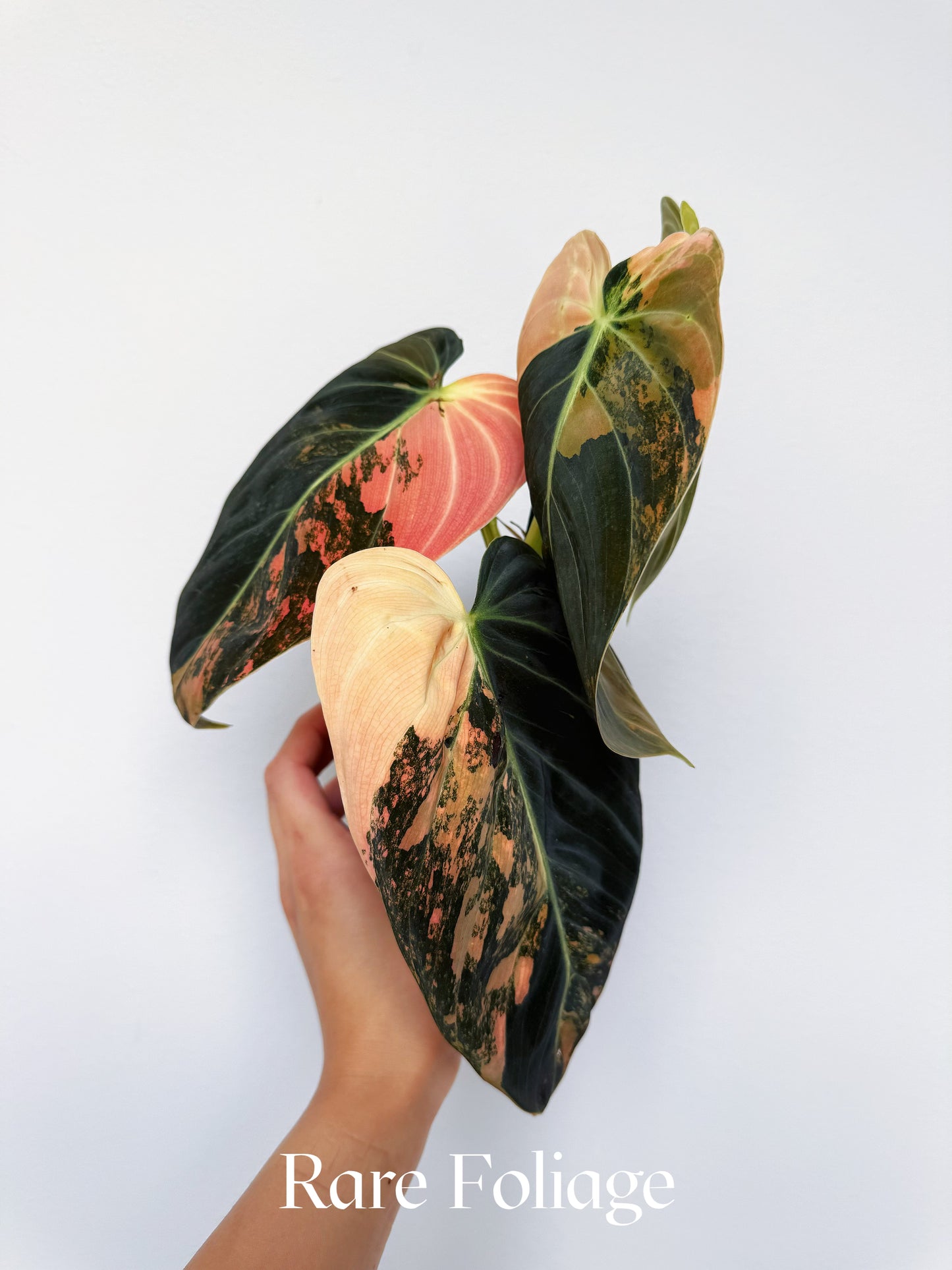 Philodendron Melanochrysum Orange Variegated 3” Exact Plant