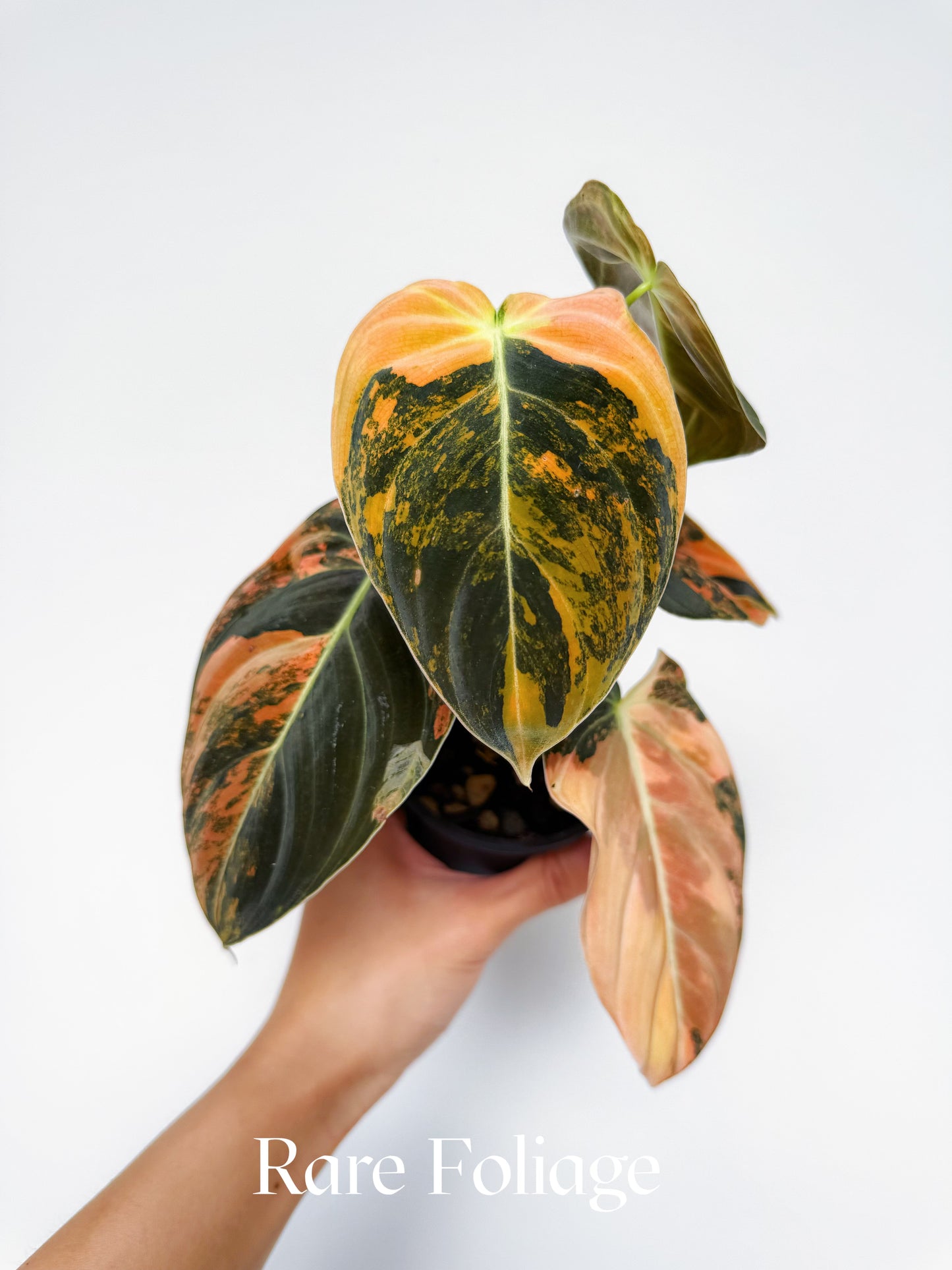 Philodendron Melanochrysum Orange 3” Exact Plant