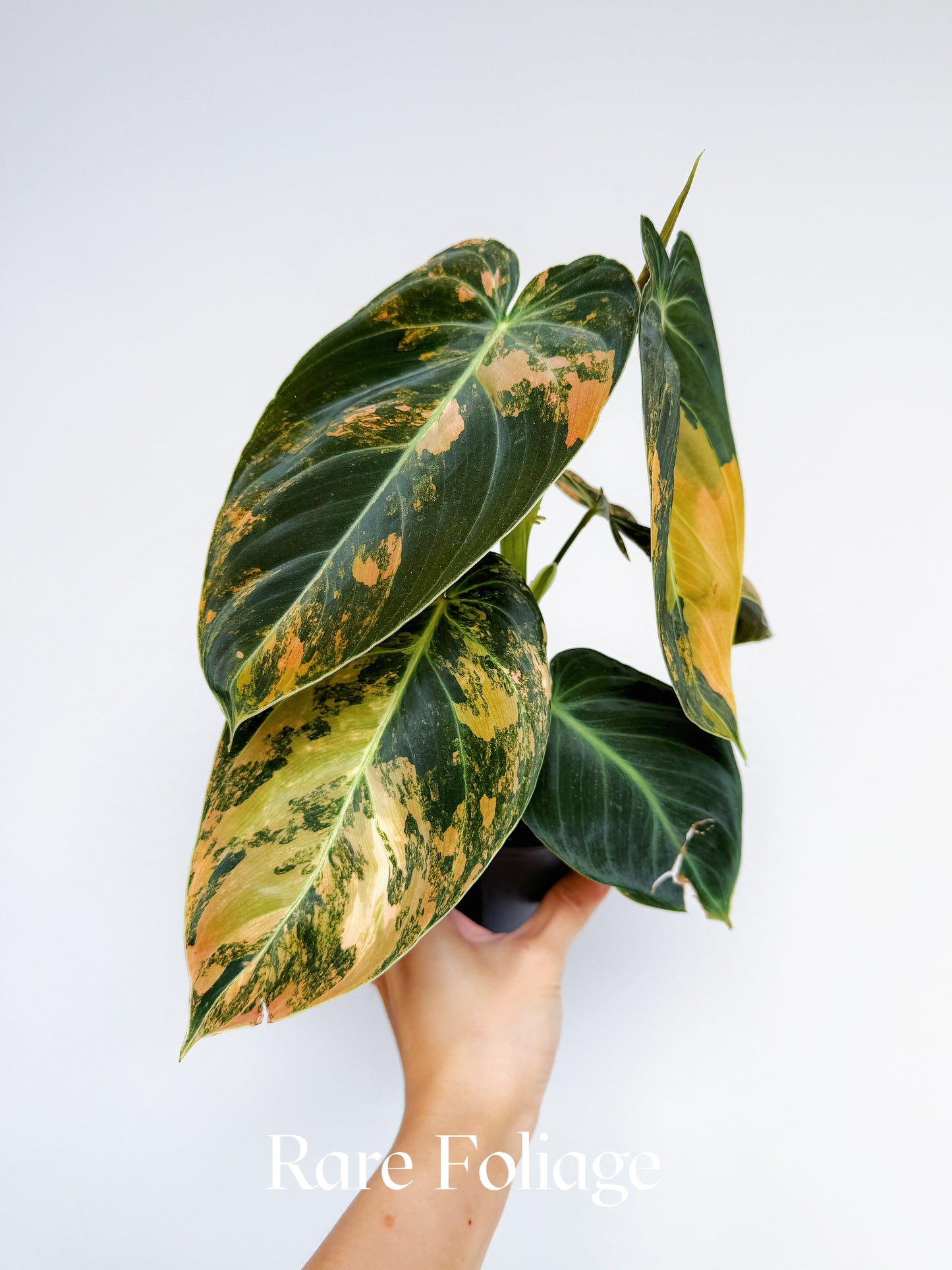Philodendron Melanochrysum Orange Variegated 4” Exact Plant