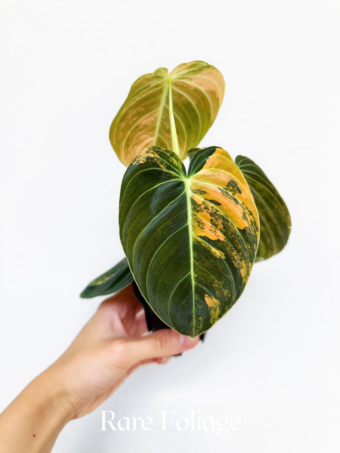 Philodendron Melanochrysum Orange 3” Exact Plant